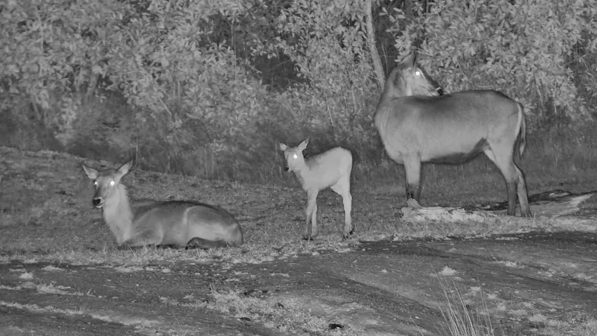 Family Time at the Waterhole