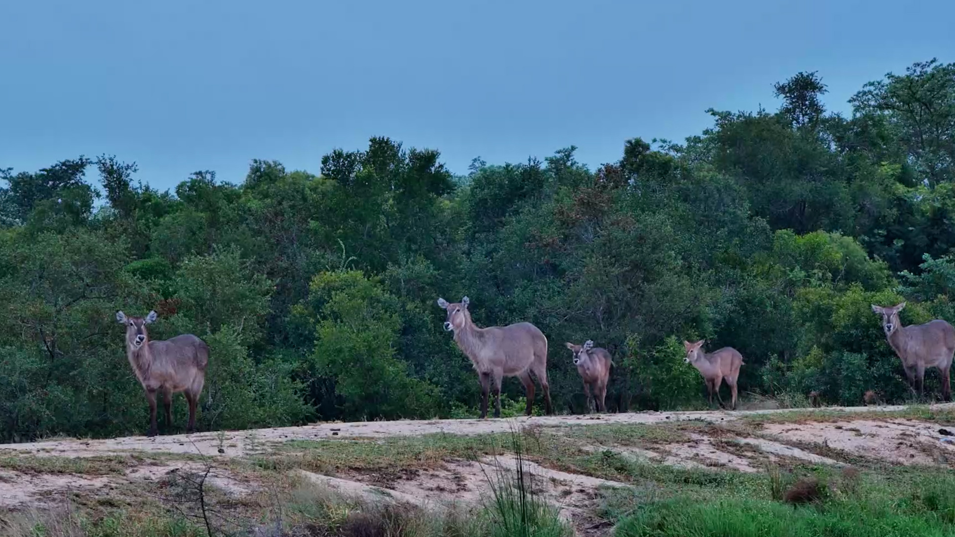 Waterbuck Family Hanging Out