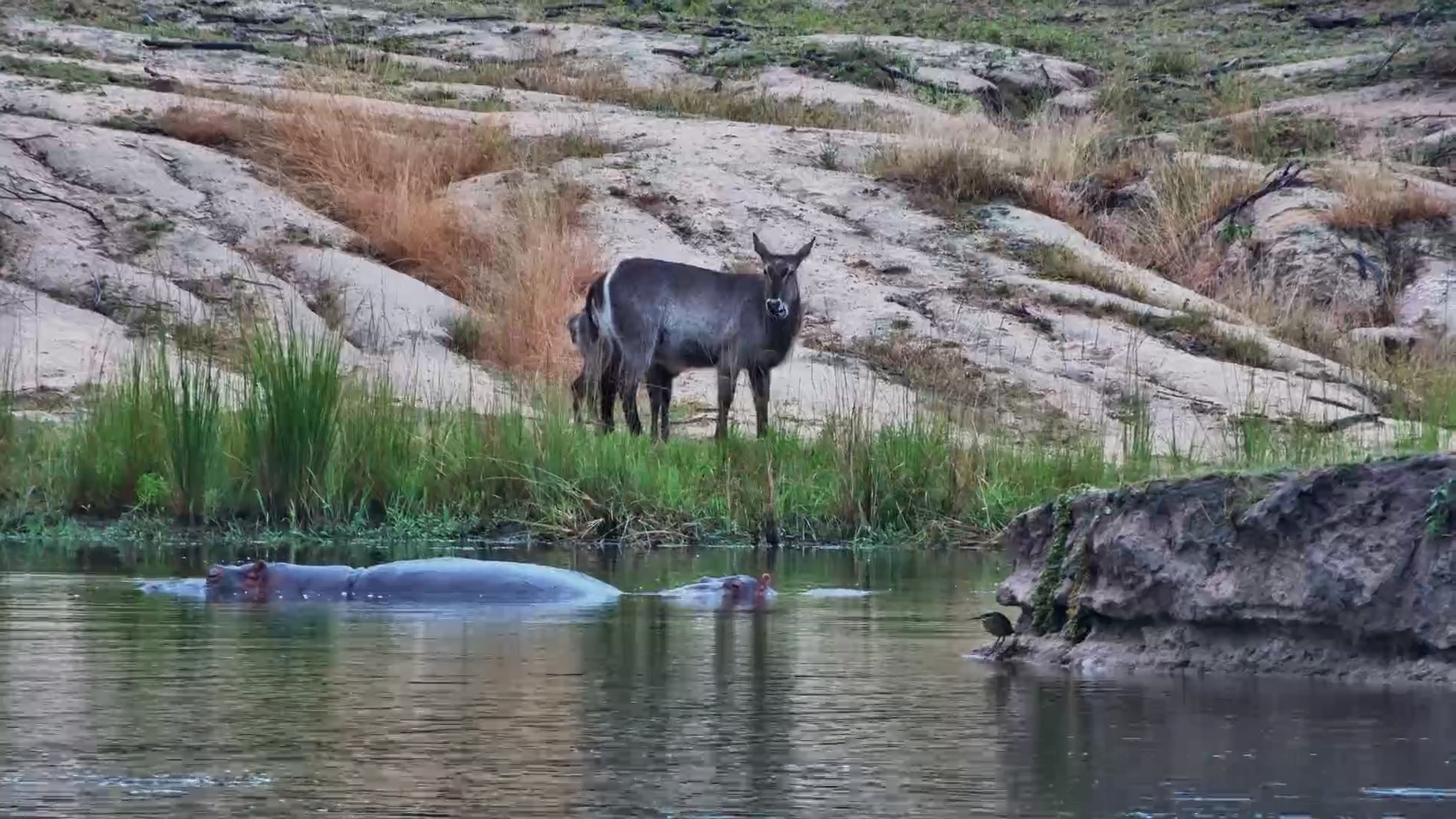 A Waterbuck Family Spends Time at Ulusaba