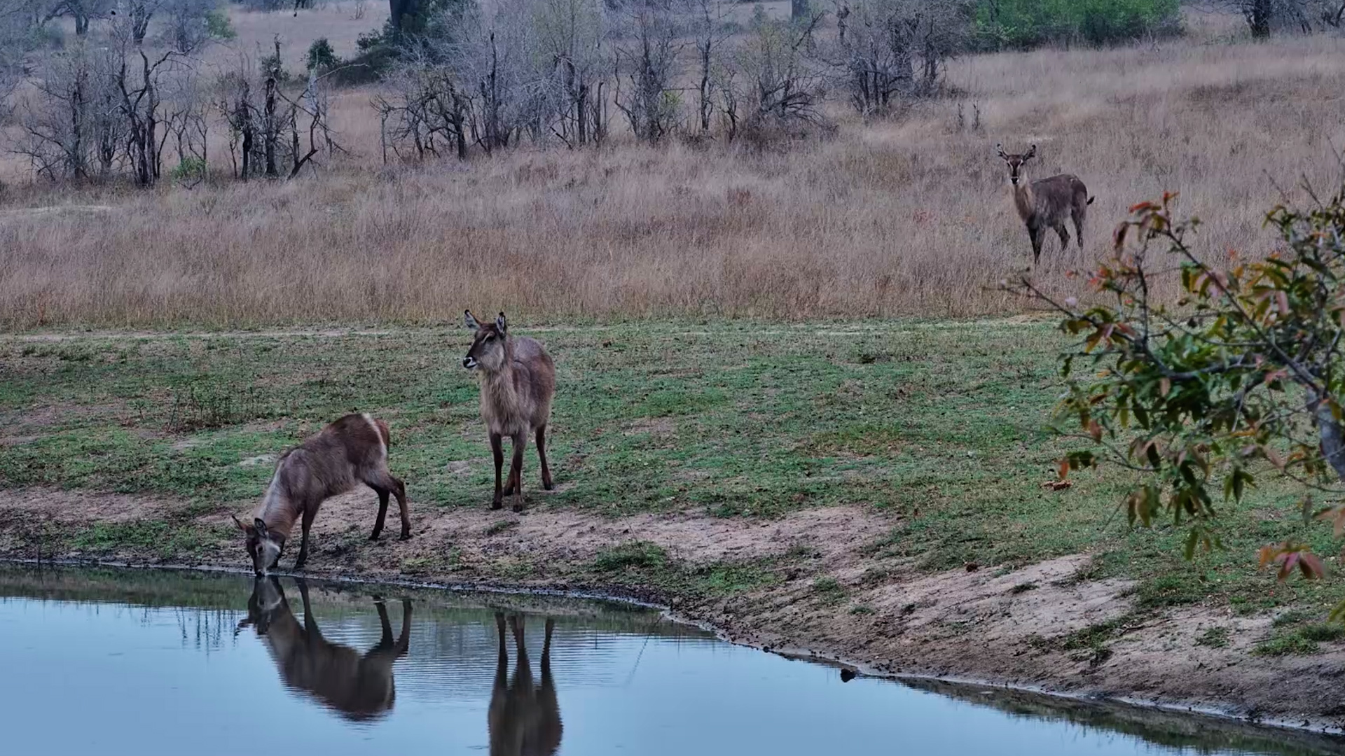 Waterbuck Family Visits Roy’s Dam
