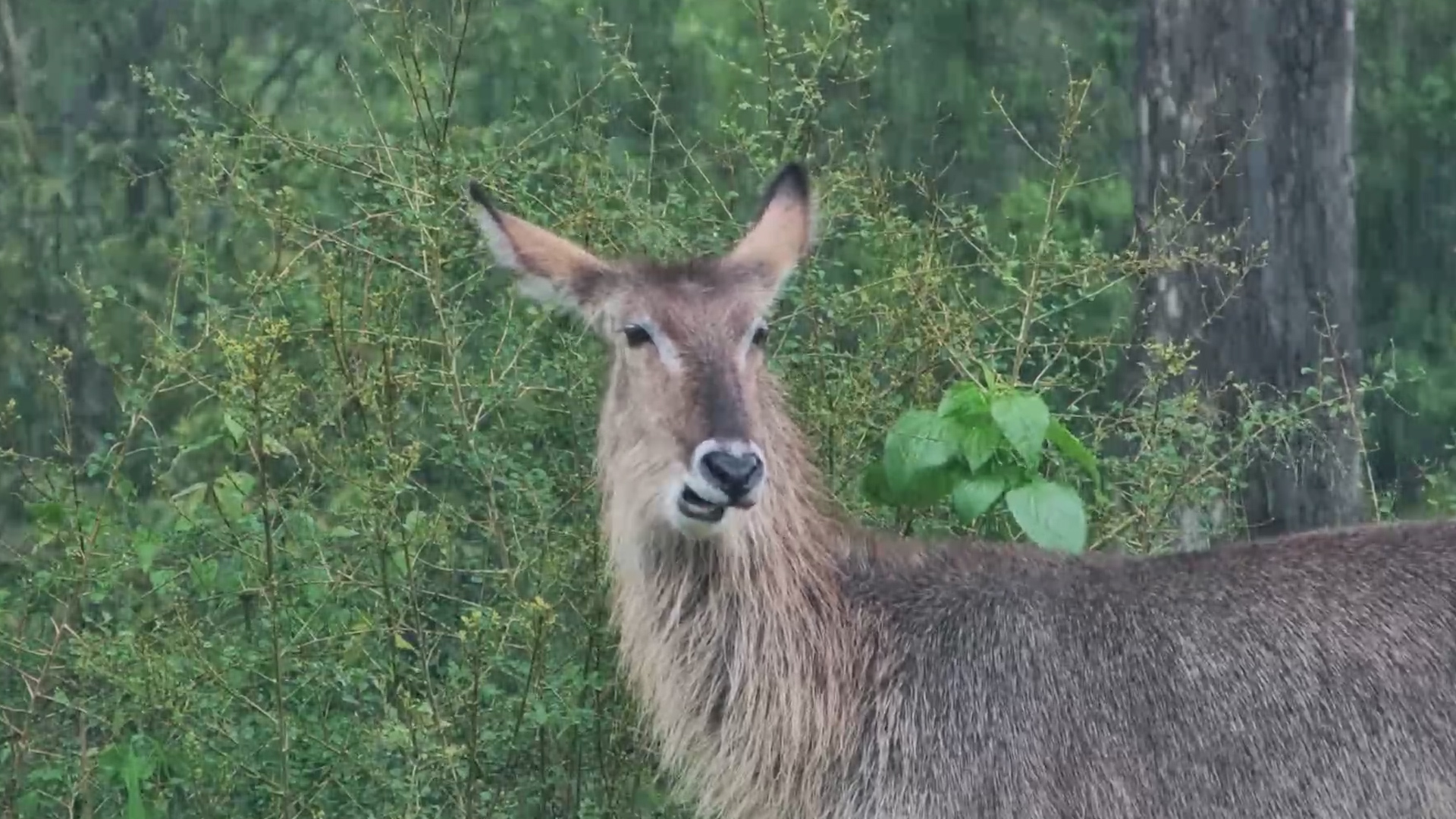 A Female Waterbuck Totally Unbothered by the Storm