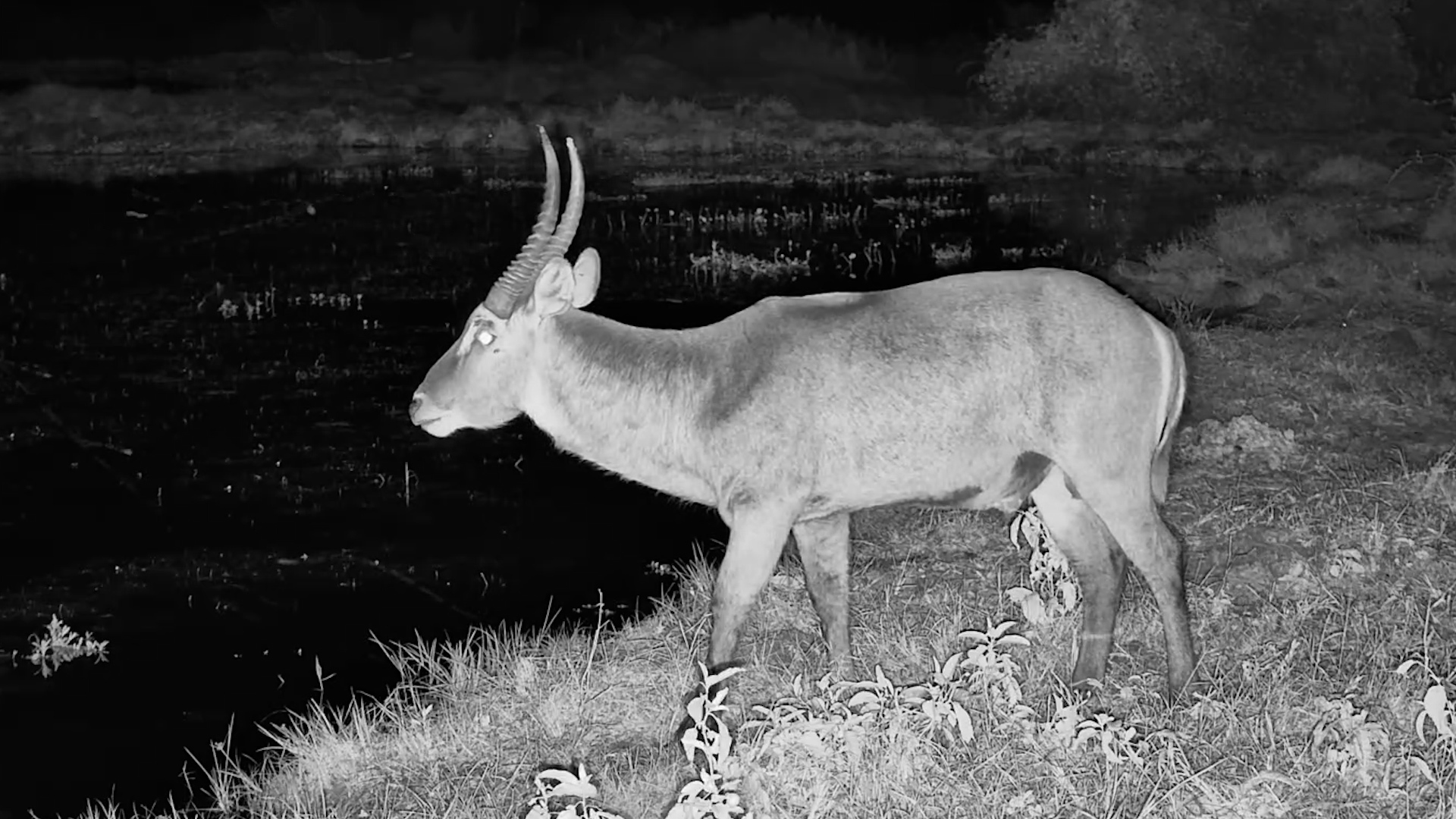 A Close-Up Look at a Waterbuck After Dark