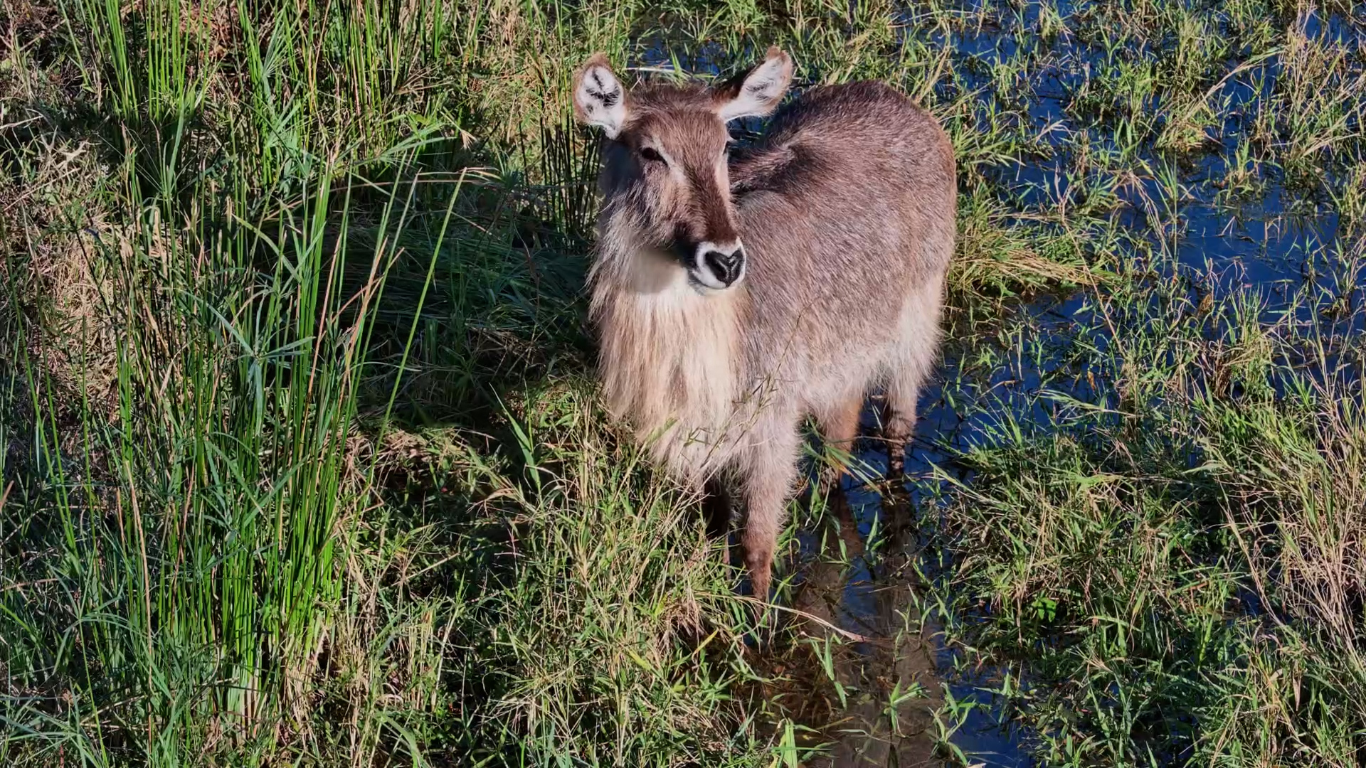 Two Waterbuck Feed Right Beneath the Camera