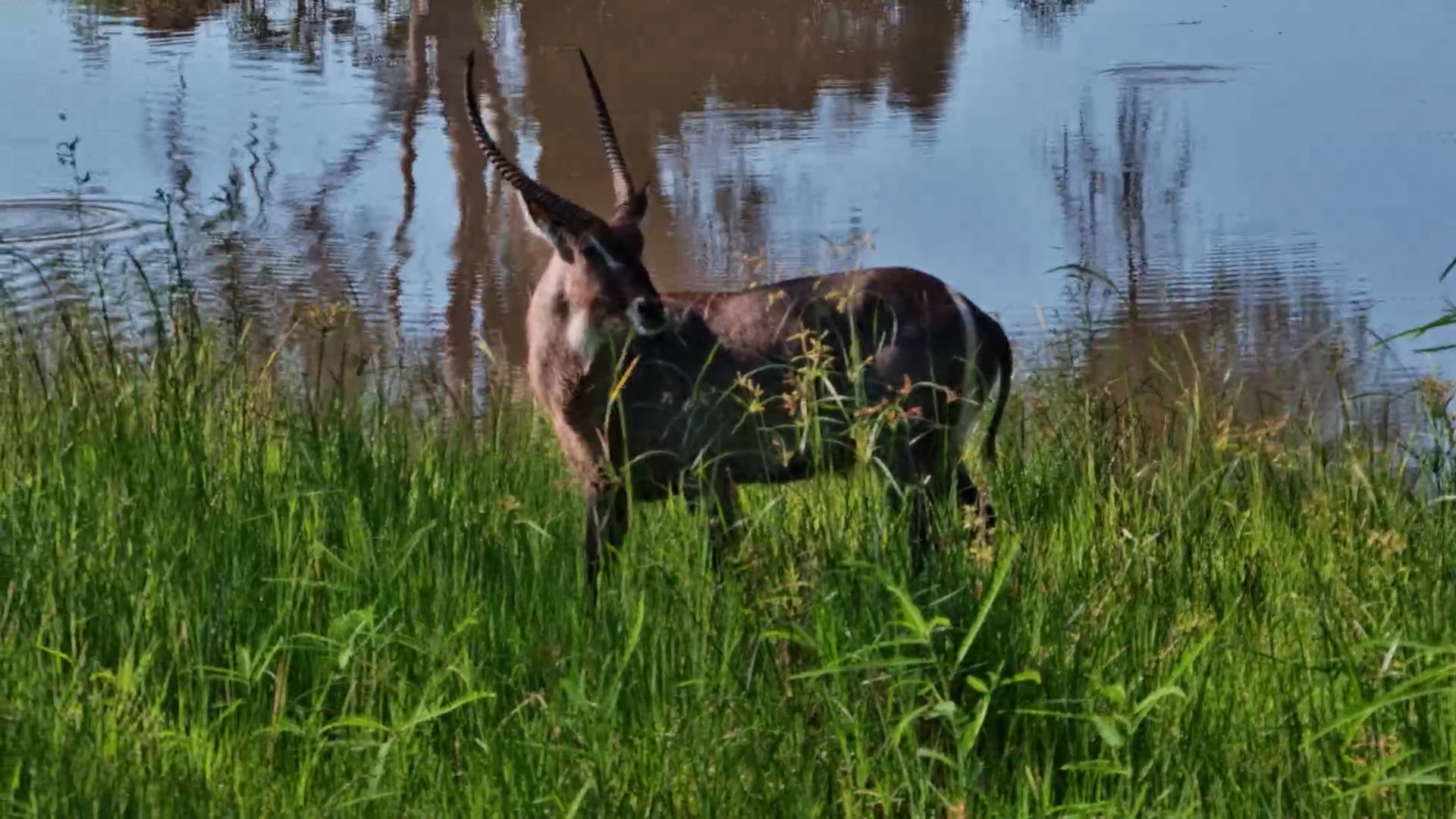 Waterbuck Bull Peacefully Grazes at Roy’s Dam