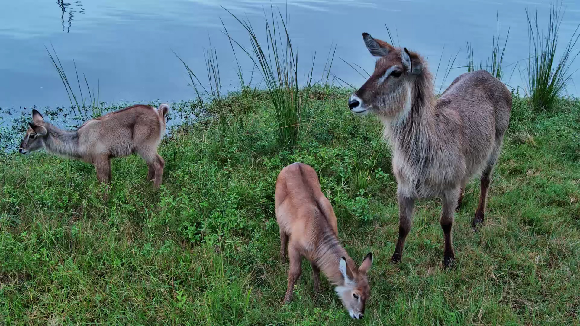 A Waterbuck Family Together