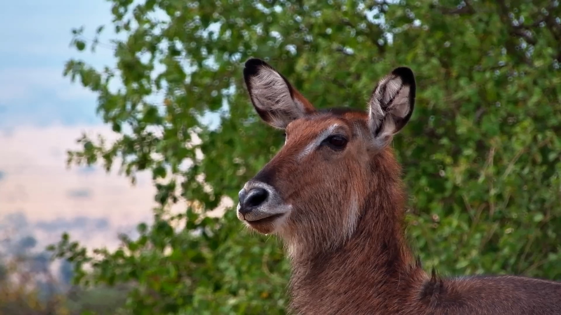 Waterbucks Quench Their Thirst and Strike a Pose