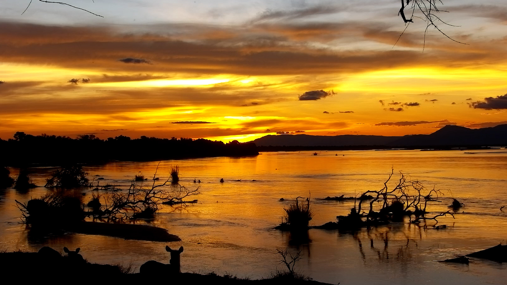 Waterbuck Herd & Adorable Calf at Sunset
