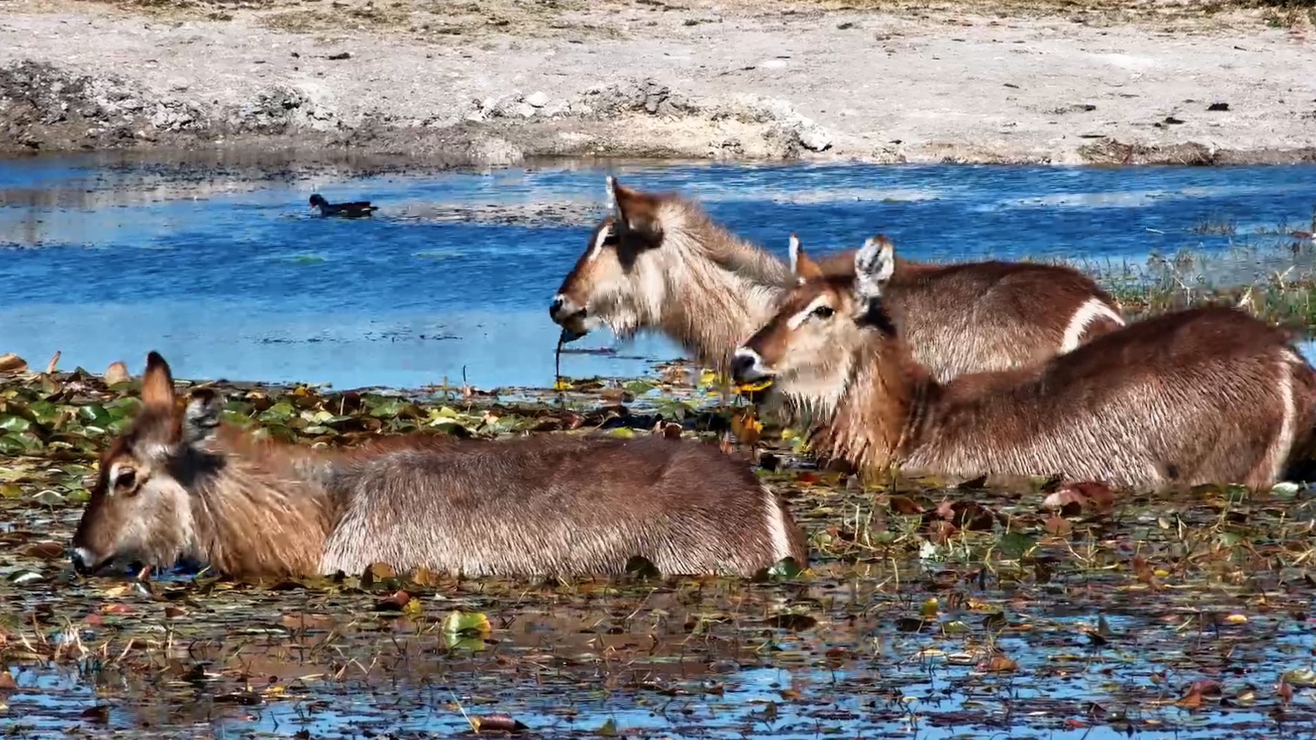 Waterbuck Find an All-You-Can-Eat Buffet