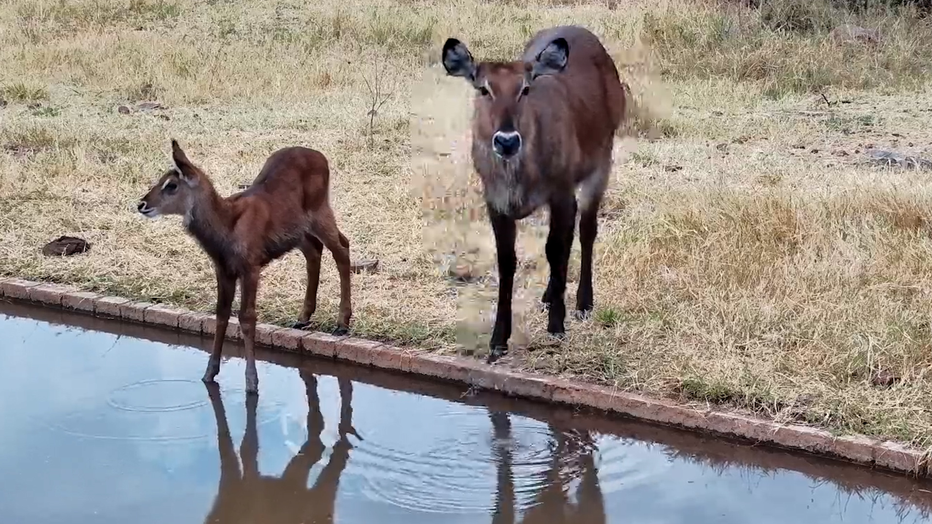 The Sweetest Drink Break in the Serengeti