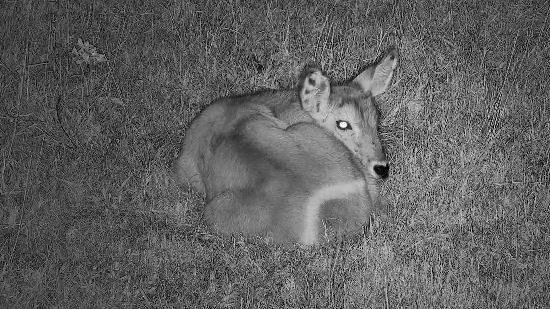 Little Waterbuck Calf Sleeps Safe and Close to Mum