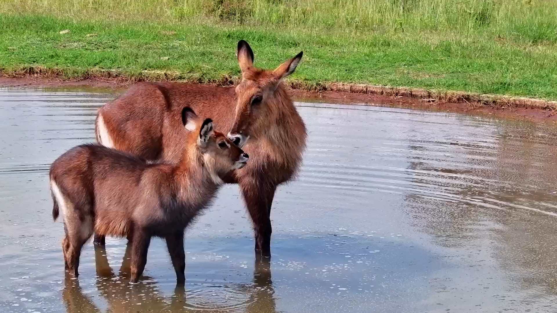 Defassa Waterbuck Mom and Calf Stay Close