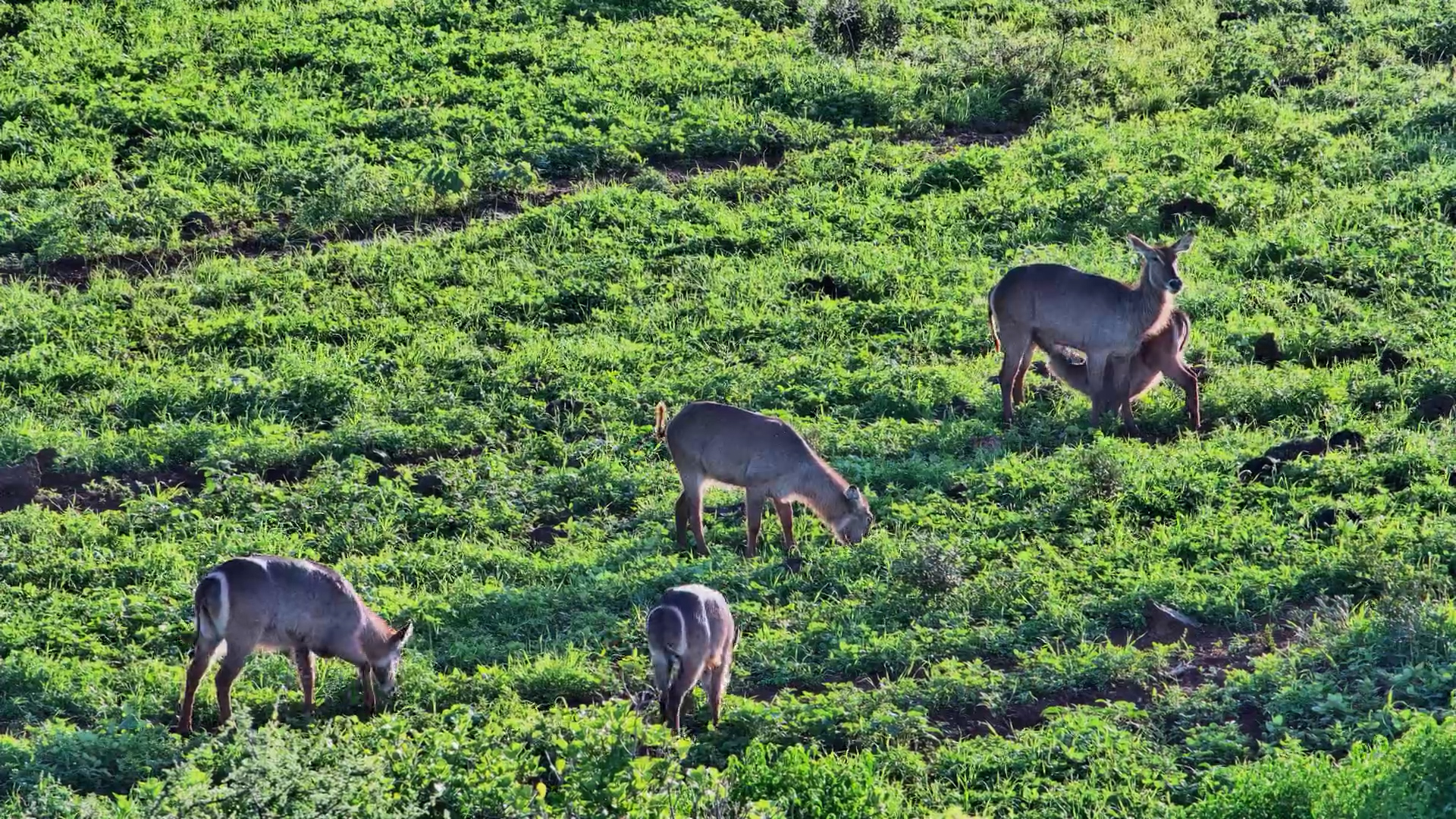 Waterbuck Herd Grazes in Peace