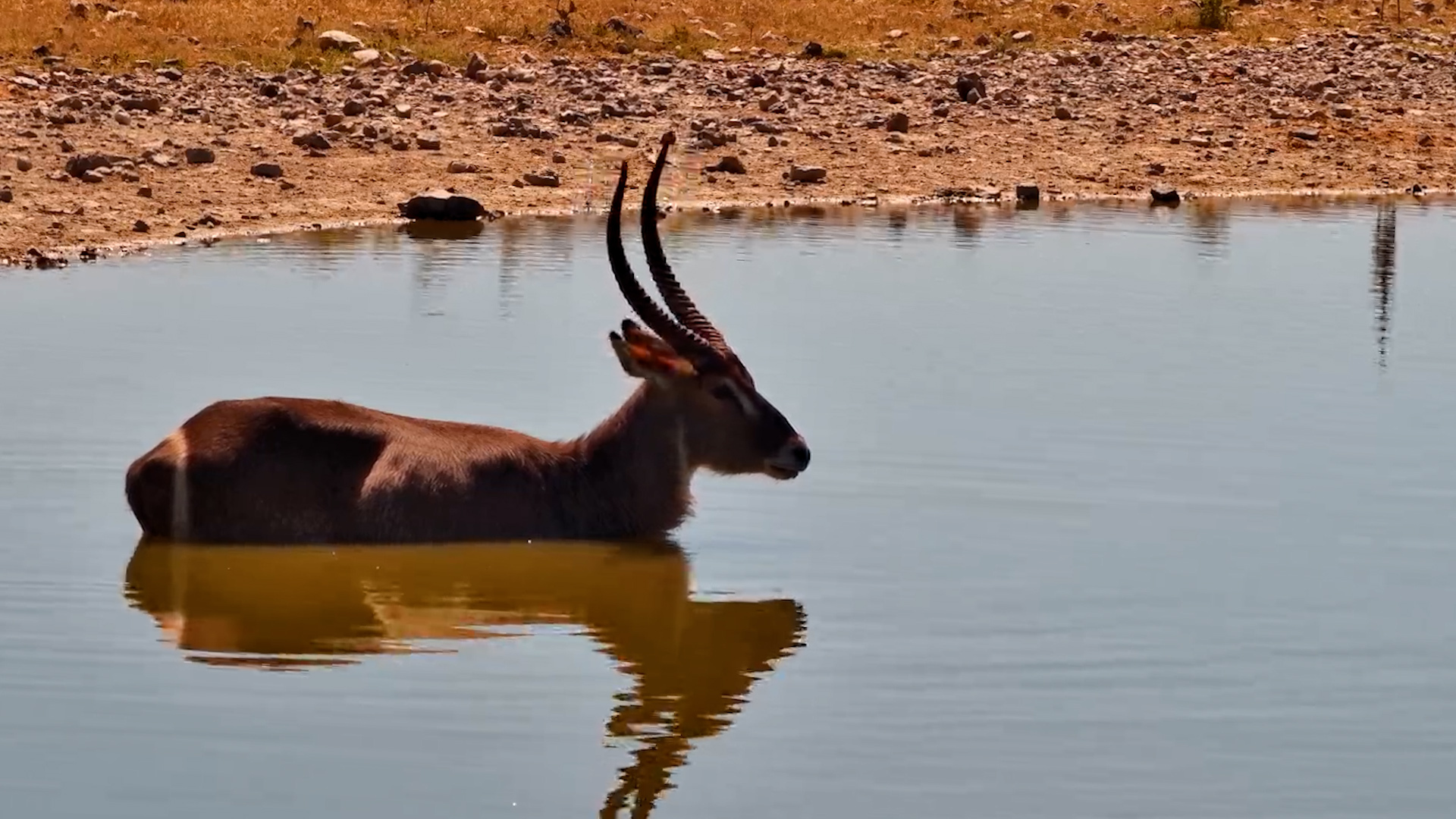 Wallowing Waterbuck