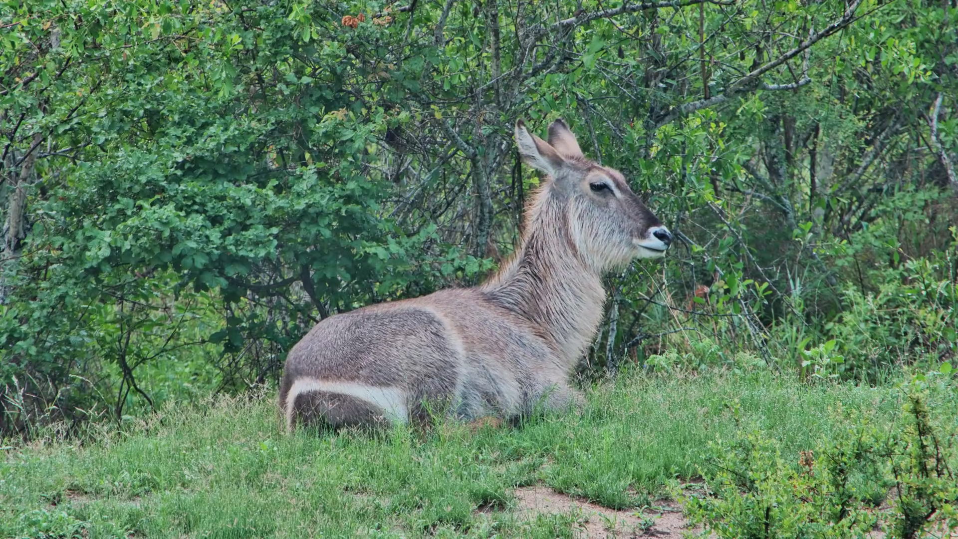 Waterbuck Cow Rests by Roy’s Dam