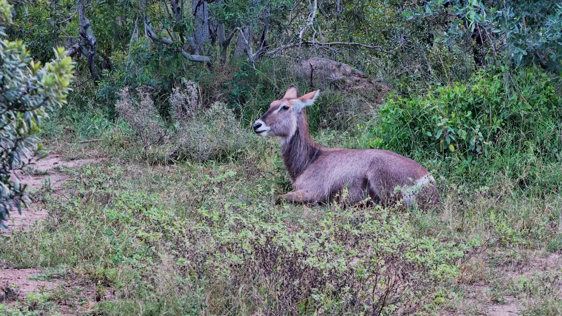 Waterbuck Cow Relaxes Alone