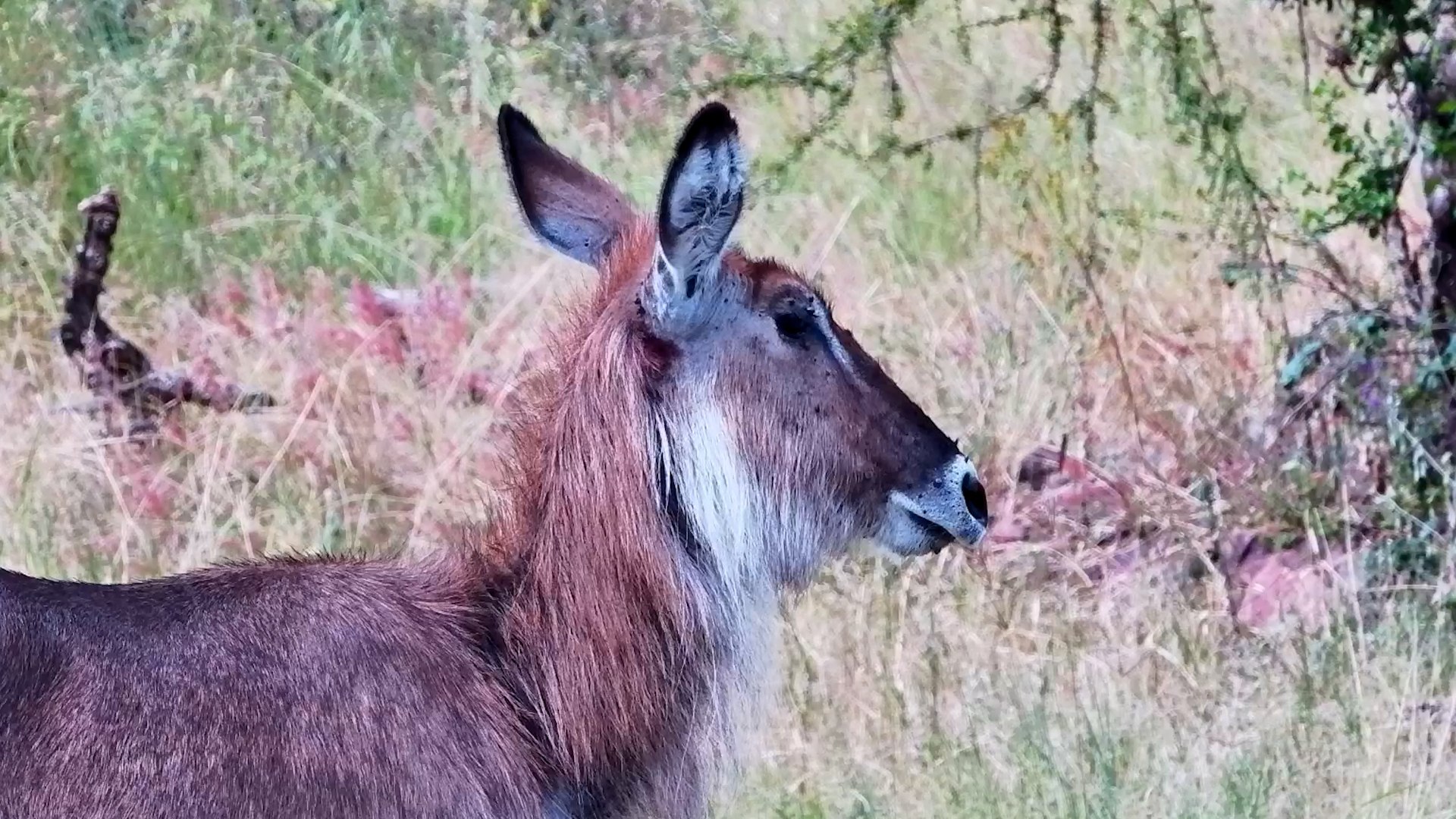 Waterbuck Watching the Waterhole