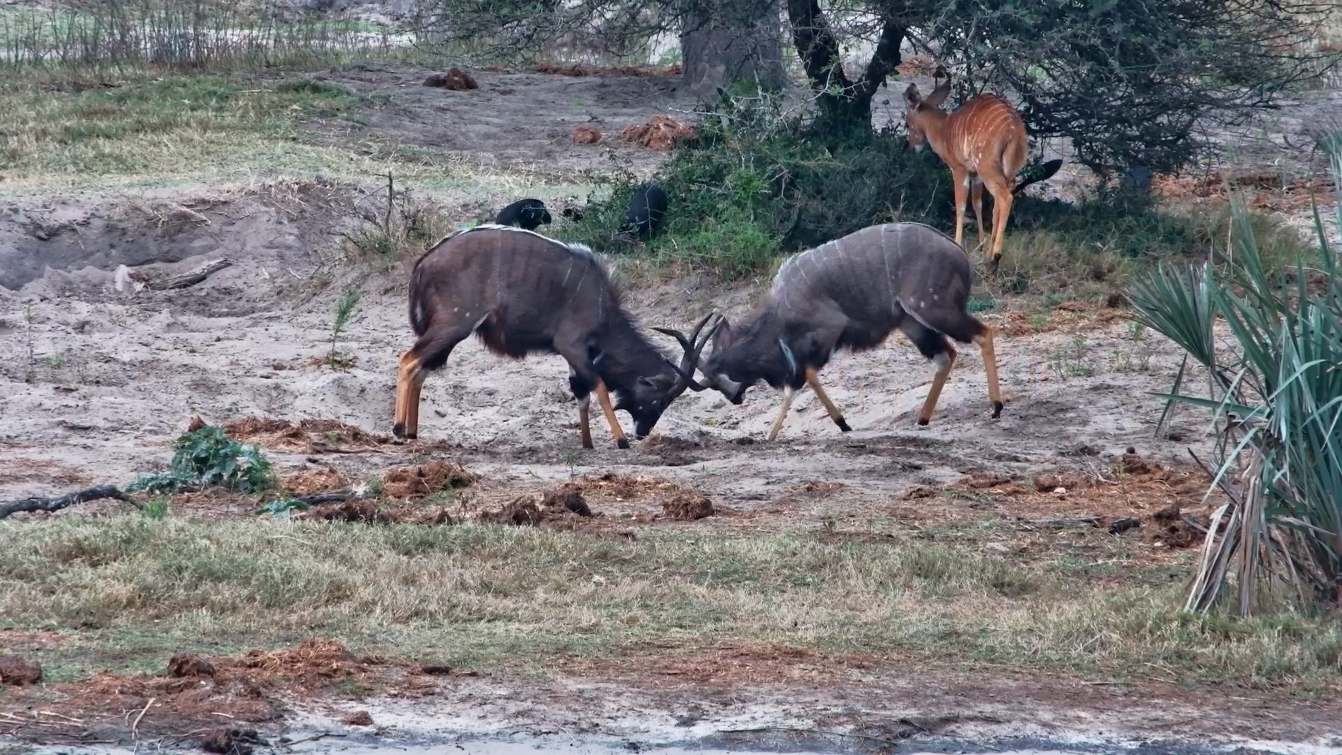 Two Young Nyala Males Test Their Strength at Tembe