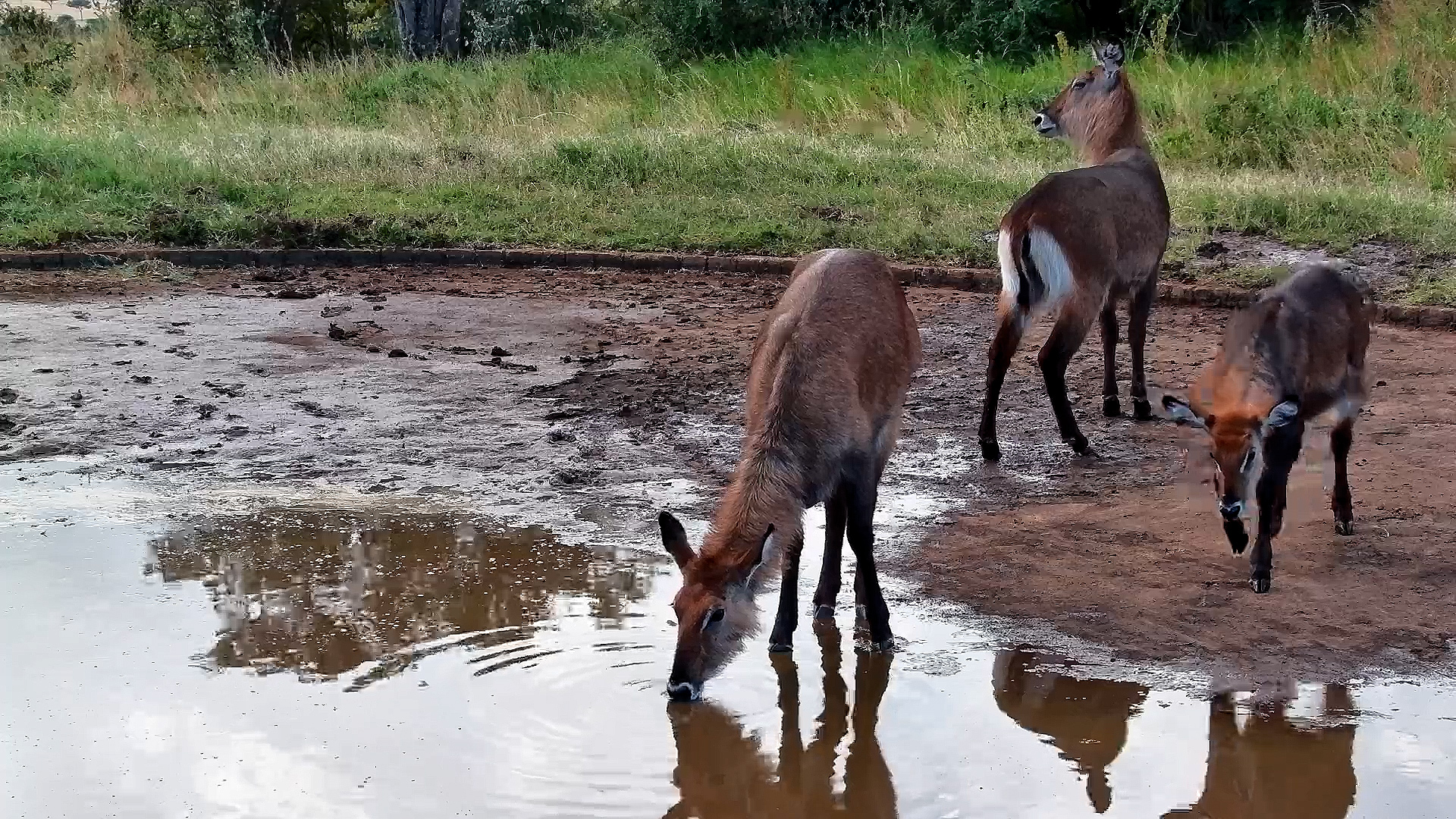 Waterbuck Family Stops for a Drink