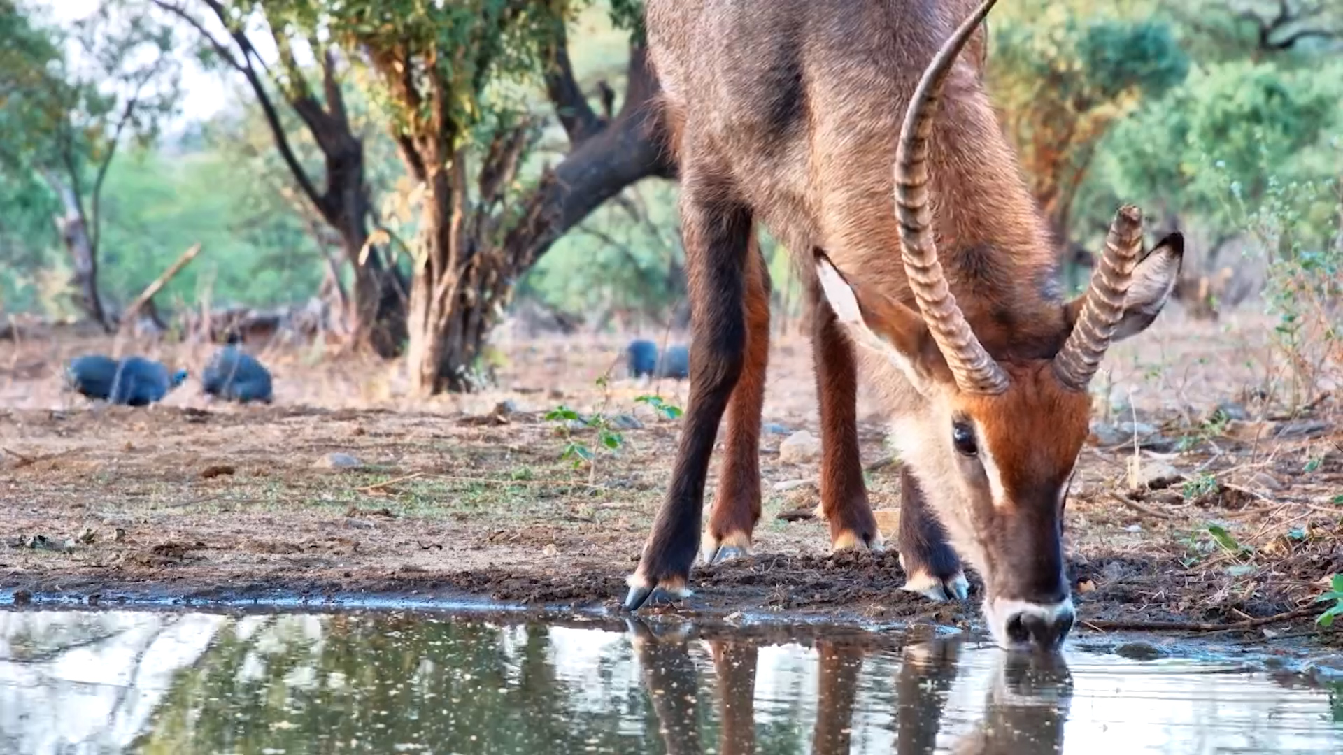 Defassa Waterbuck with Broken Horn