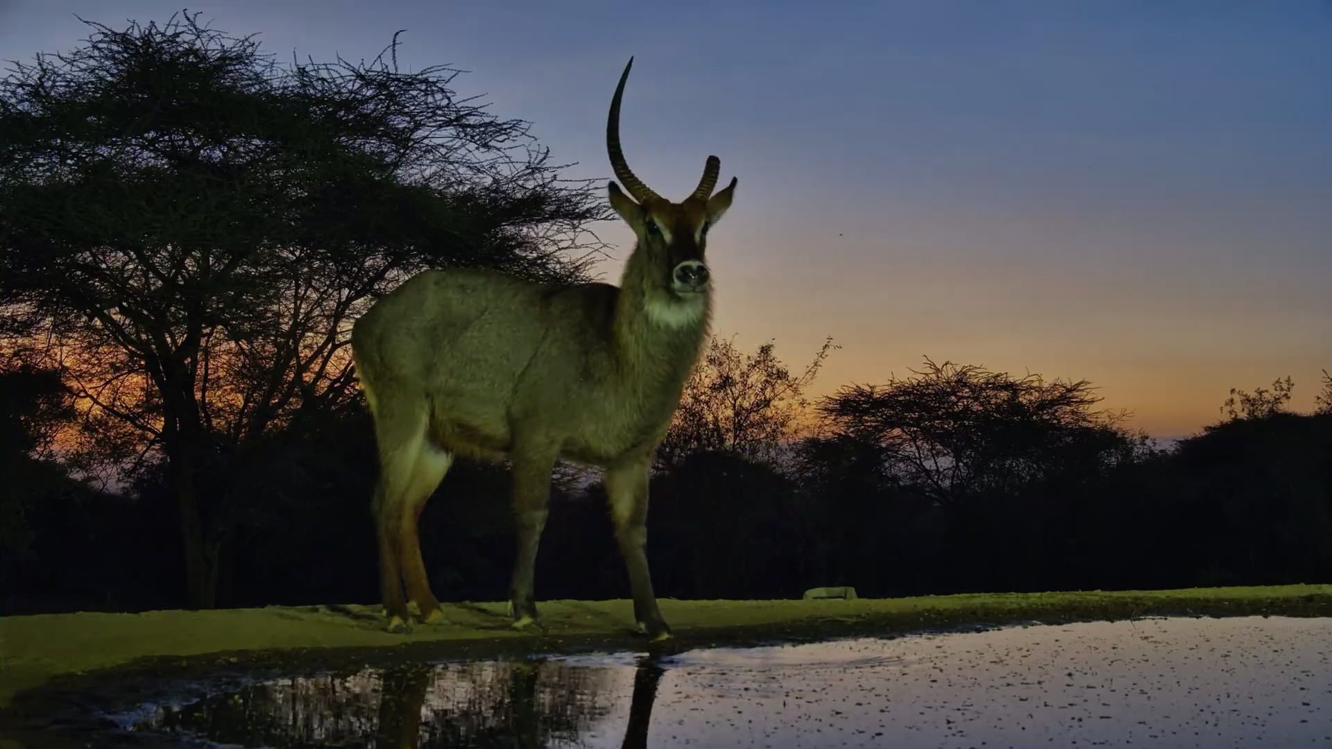 Waterbuck on Edge