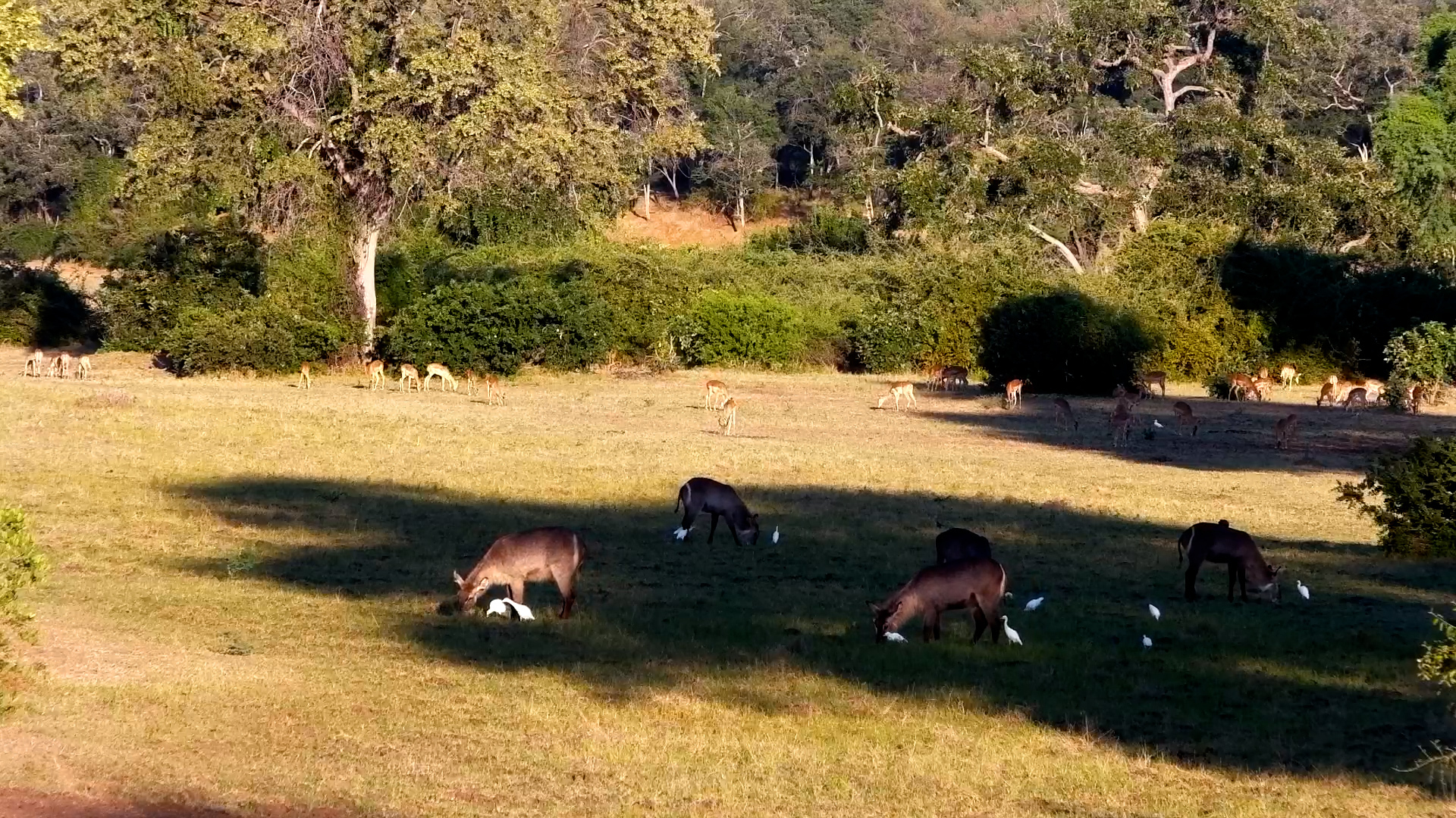 A Menagerie of Wild Animals at Tembo Plains