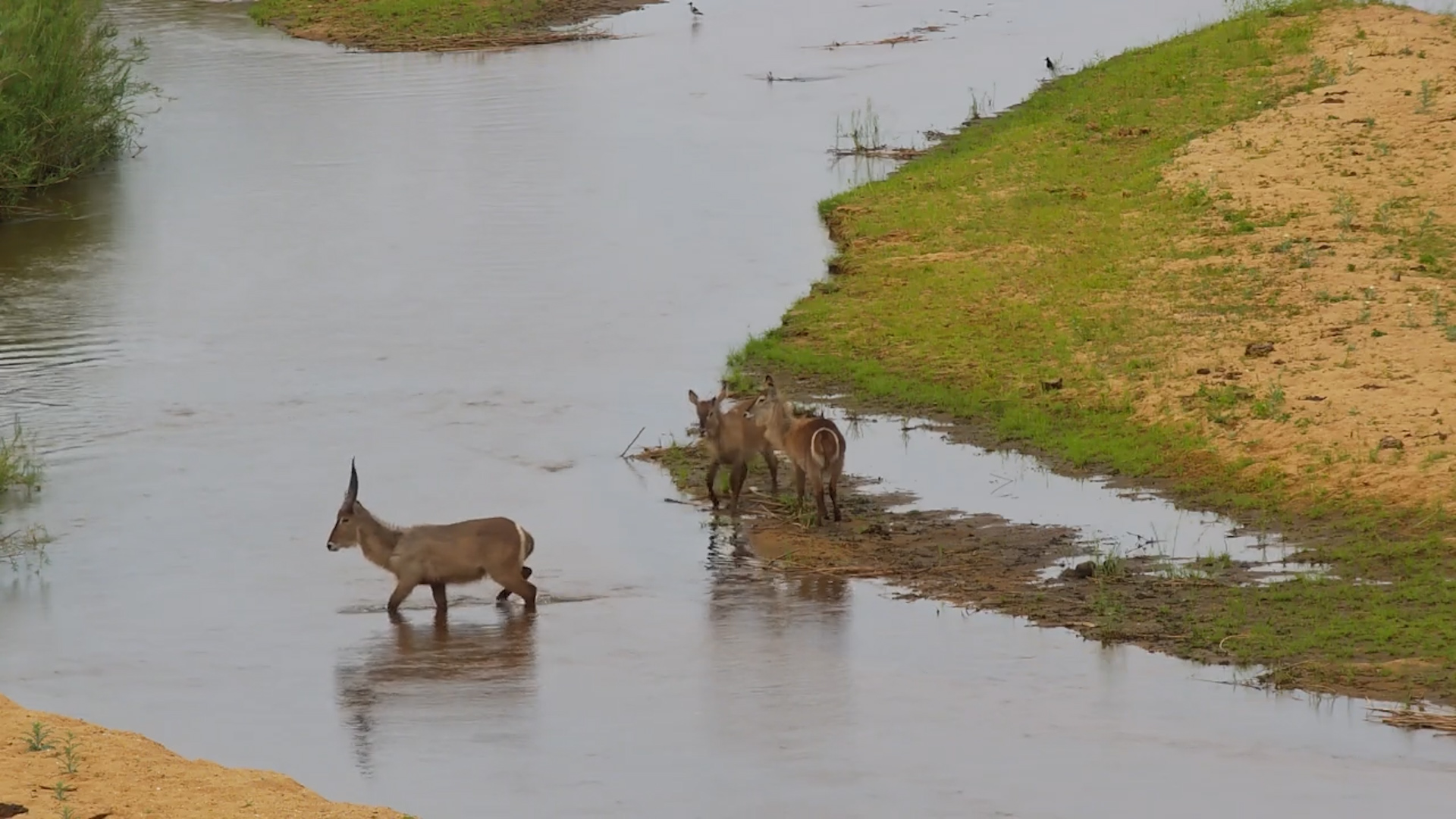 Waterbucks Jump Across River