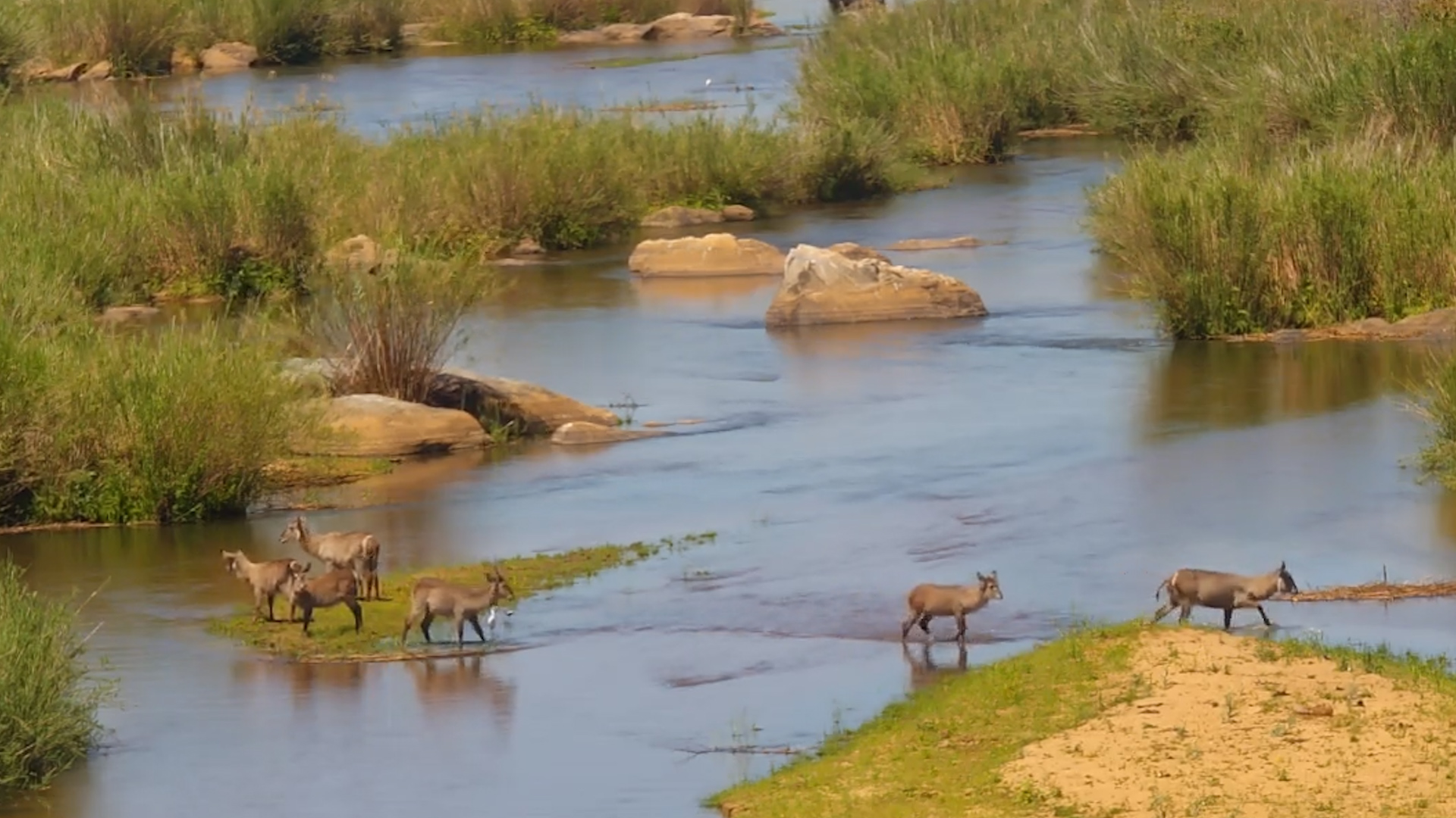Waterbucks Hang Out by the Sabie River