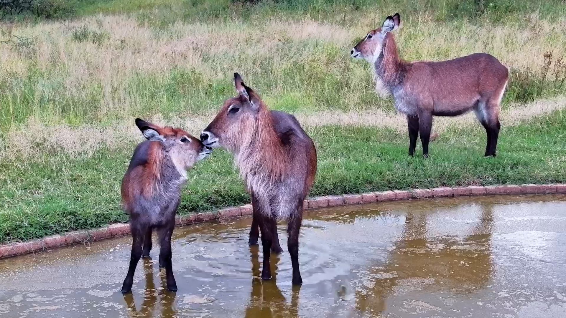 Waterbuck Family at the Water