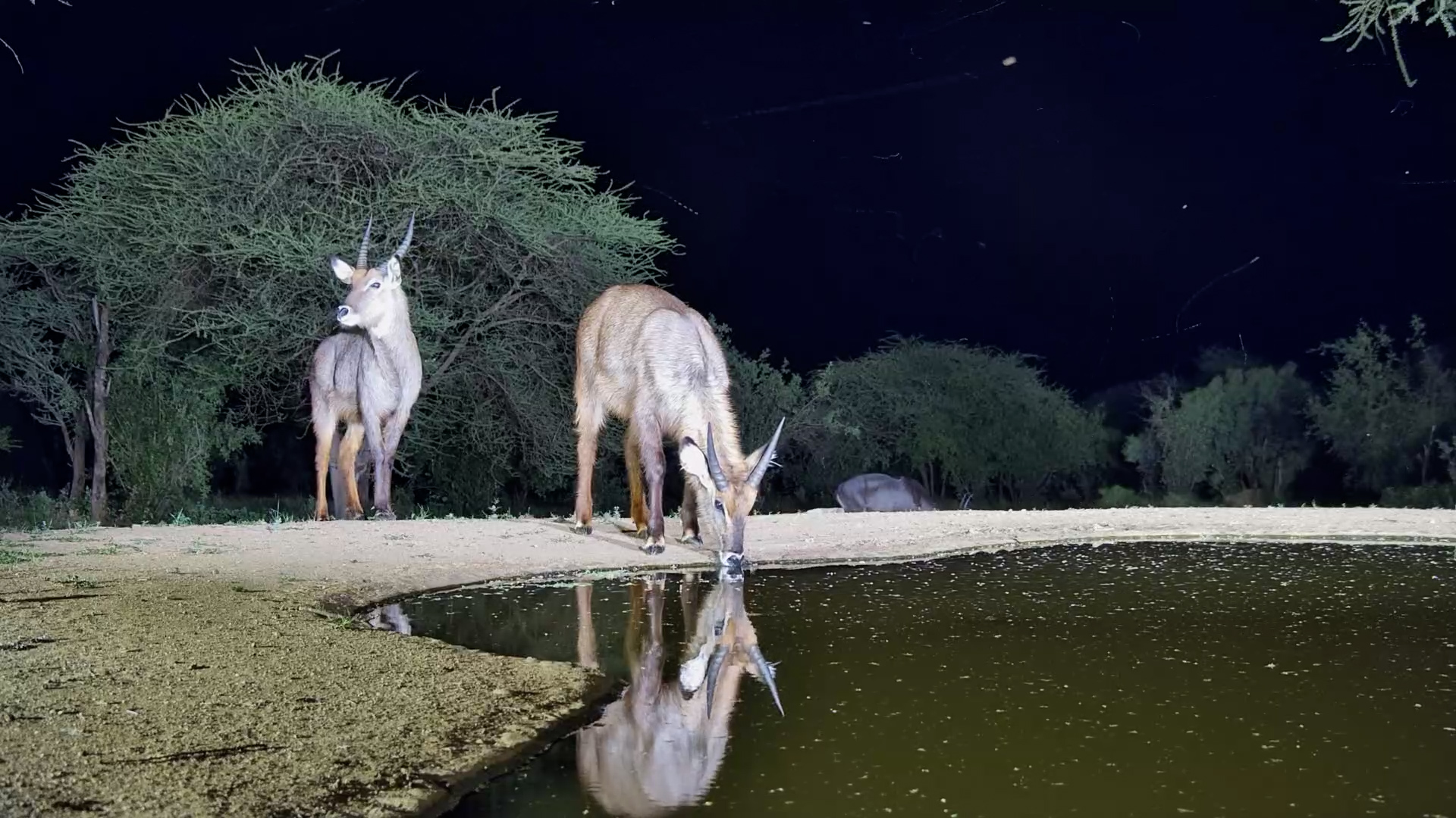 Waterbuck Pair Drinking at Lentorre