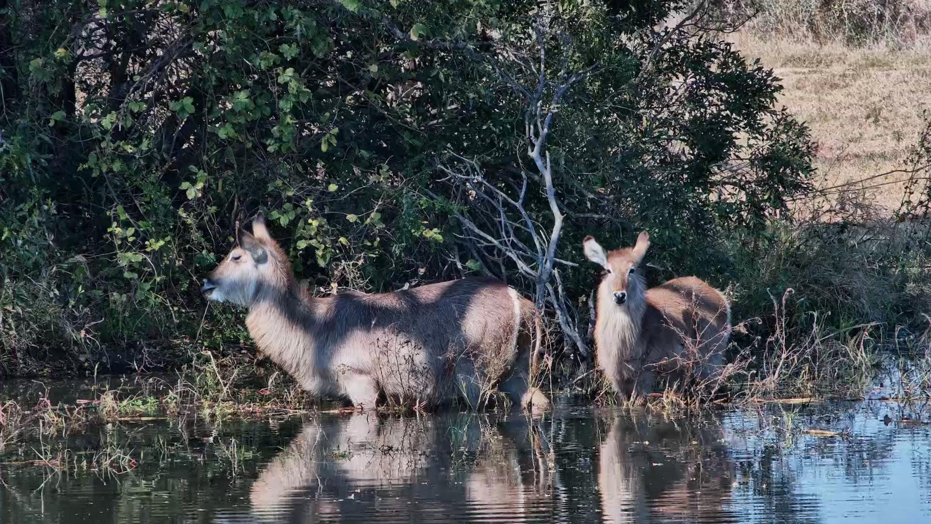 Waterbuck Find the Perfect All-You-Can-Eat Buffet!
