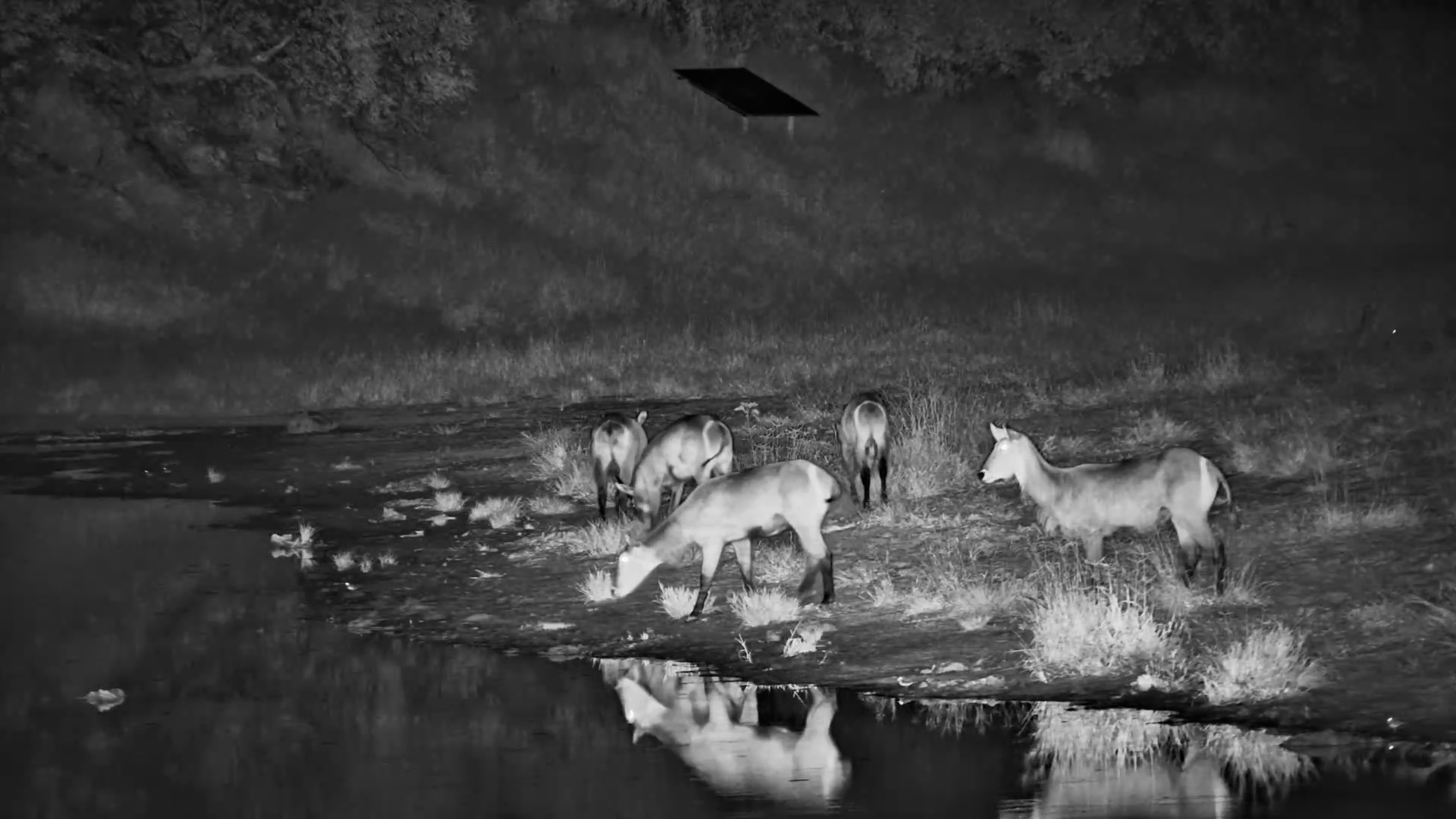 Waterbuck Family at the Waterhole