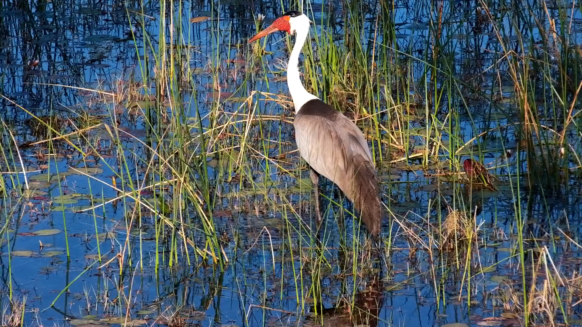 Wattled Crane Carefully Searches the Water for Snacks