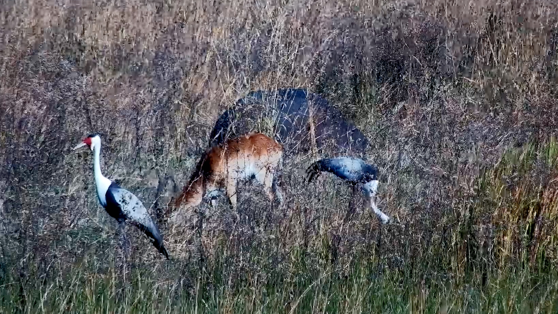 The Wetland Royals Have Arrived