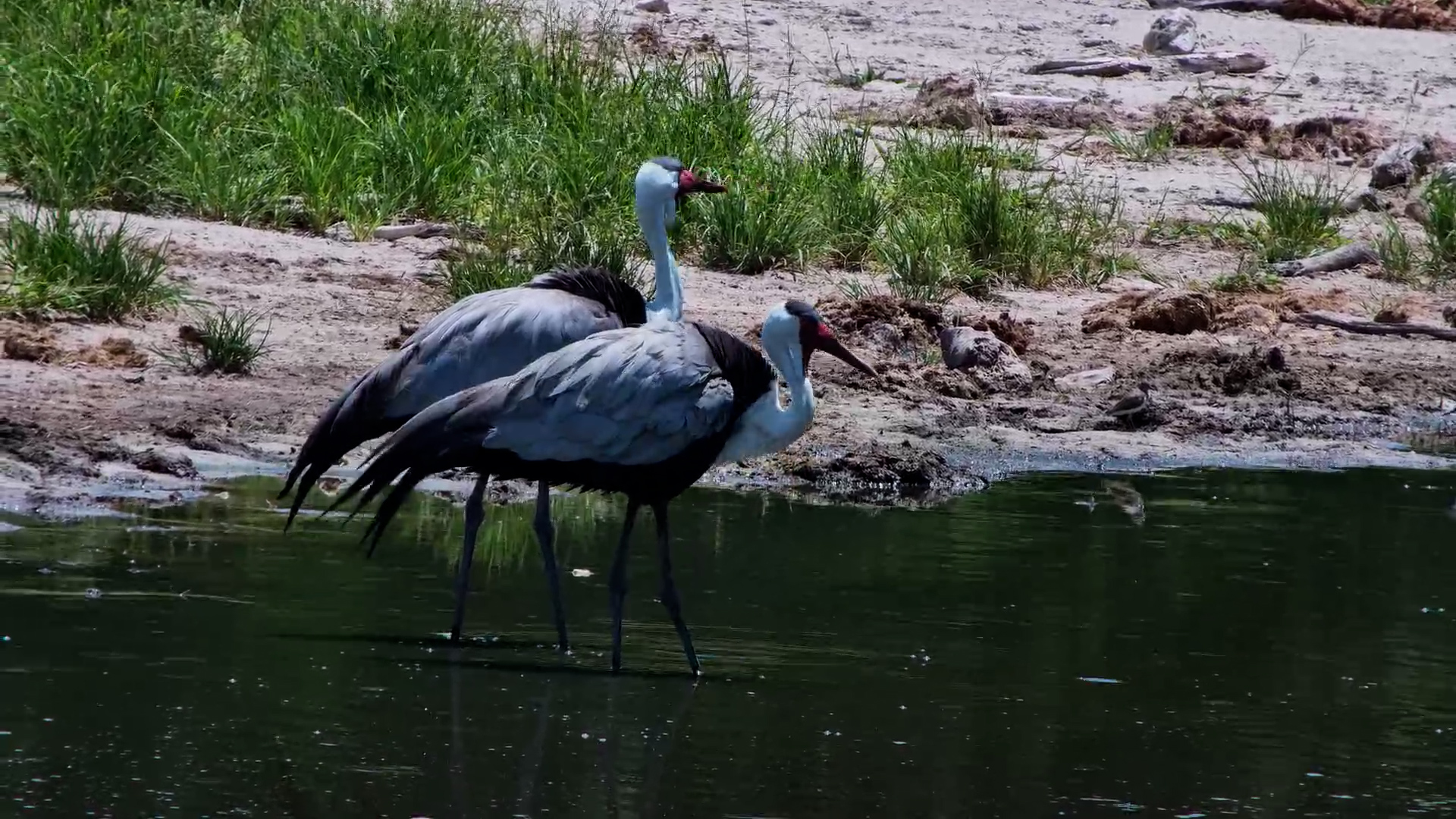 Wattled Cranes at Meno a Kwena