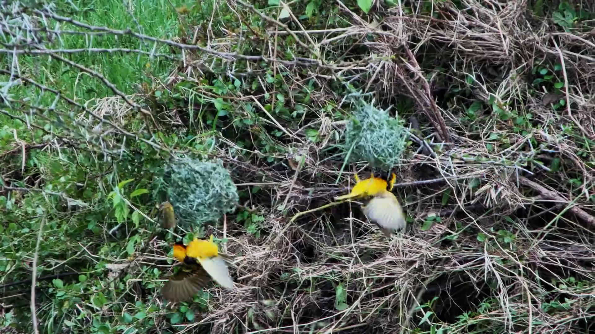 Weavers Hard at Work on Their Nests