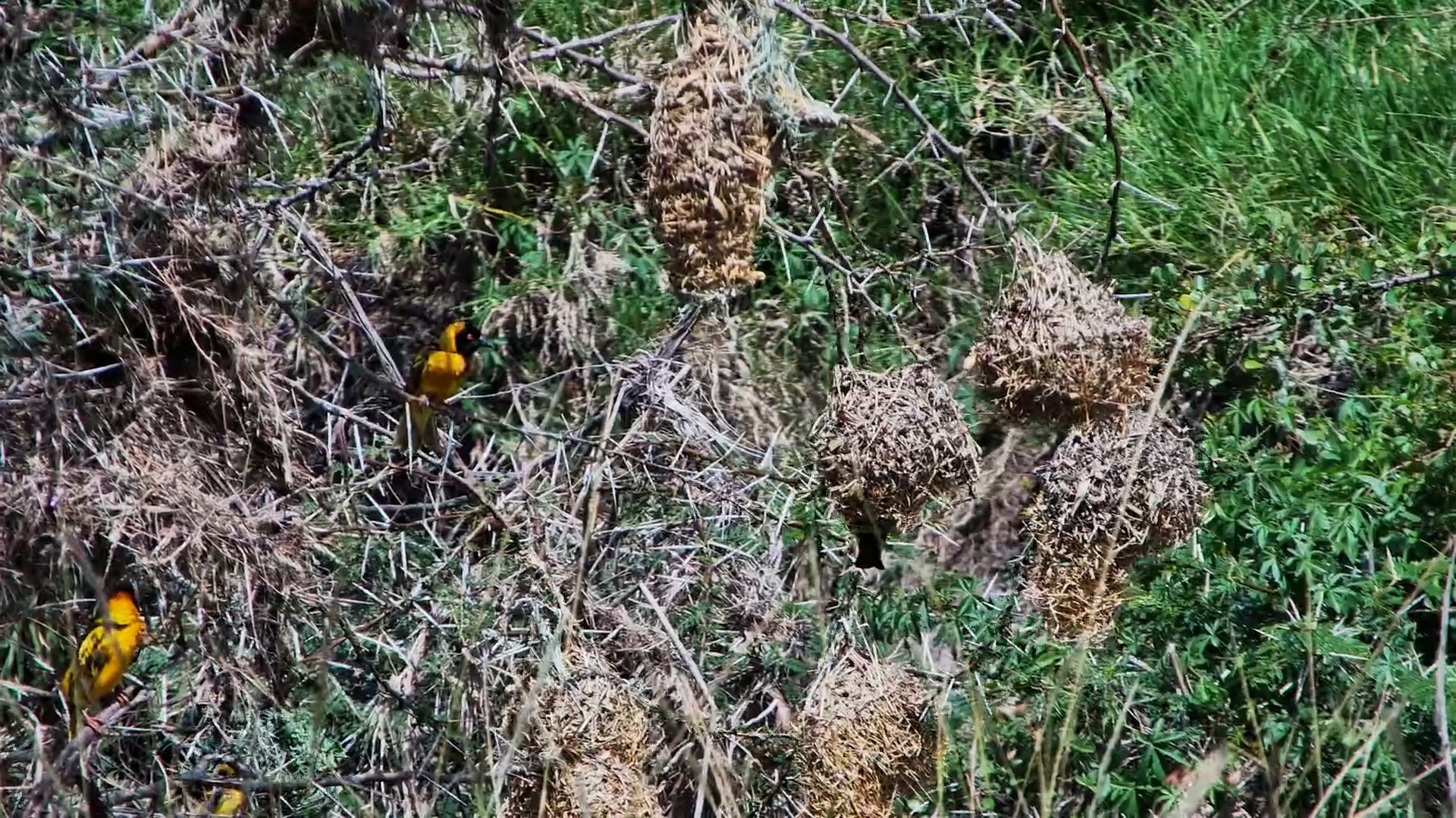Busy Weaver Birds Prepare Their Perfect Nests
