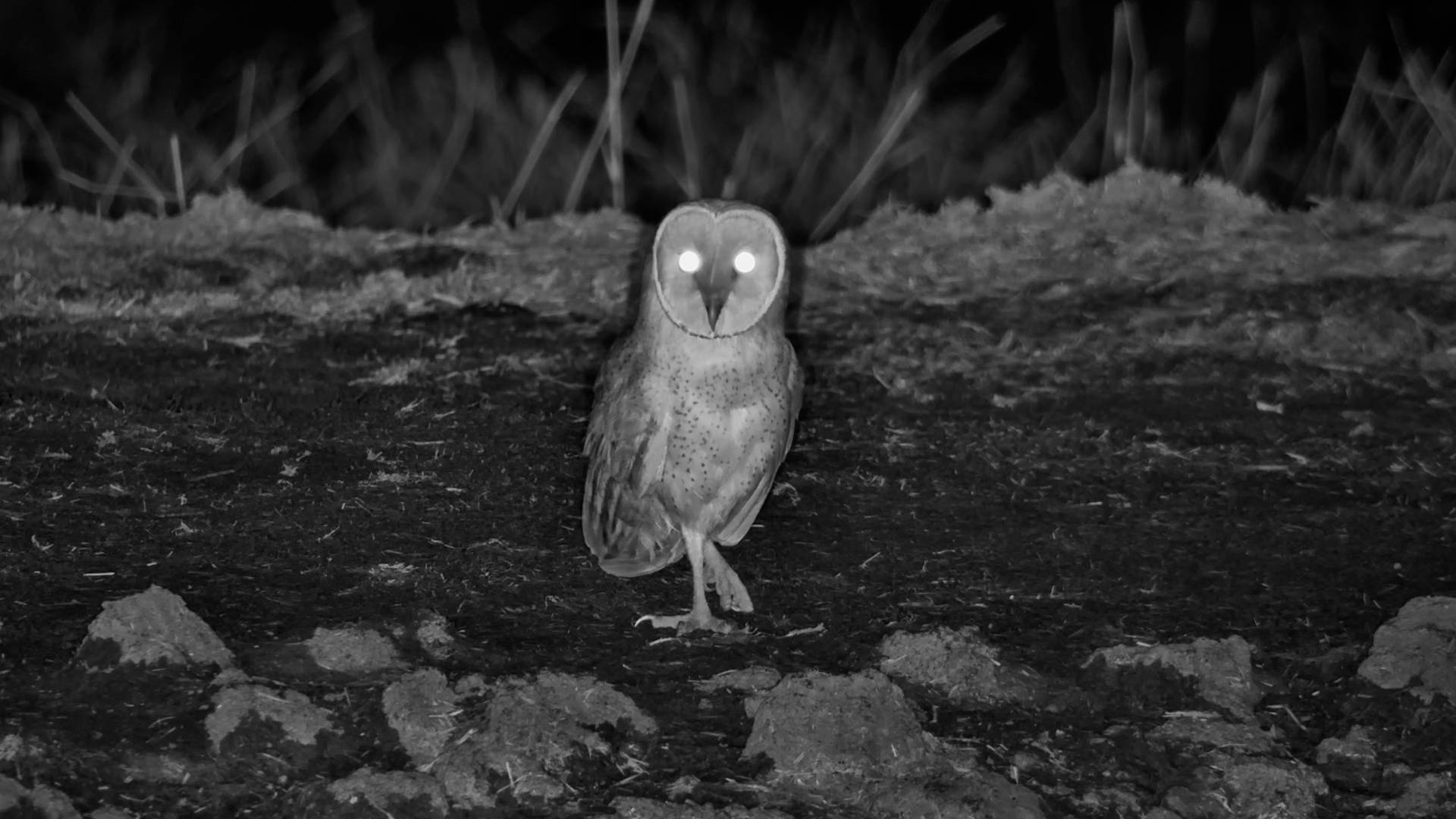 One Look... Then Take-Off!