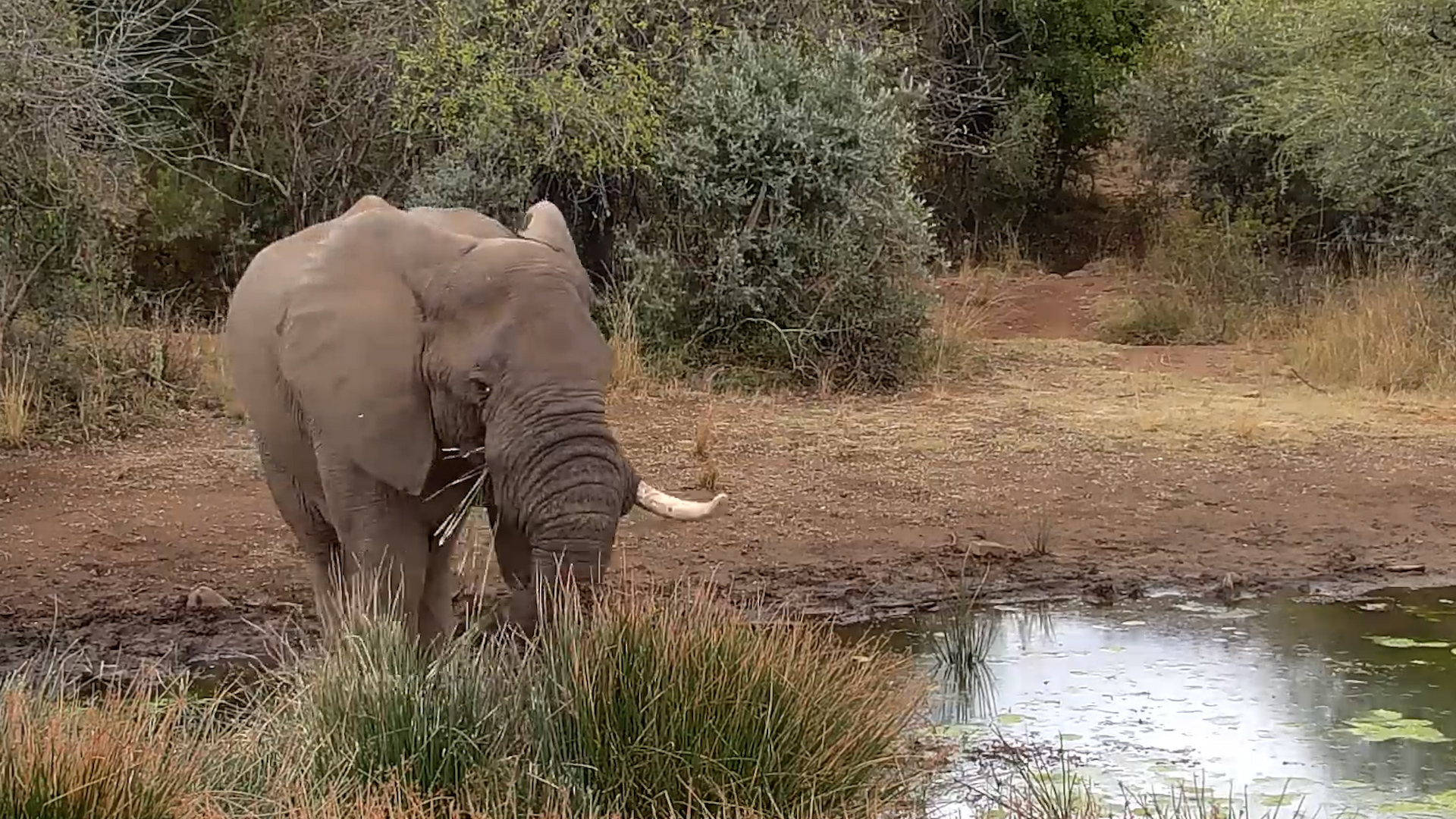 One-Tusked Elephant Finds the Good Reeds