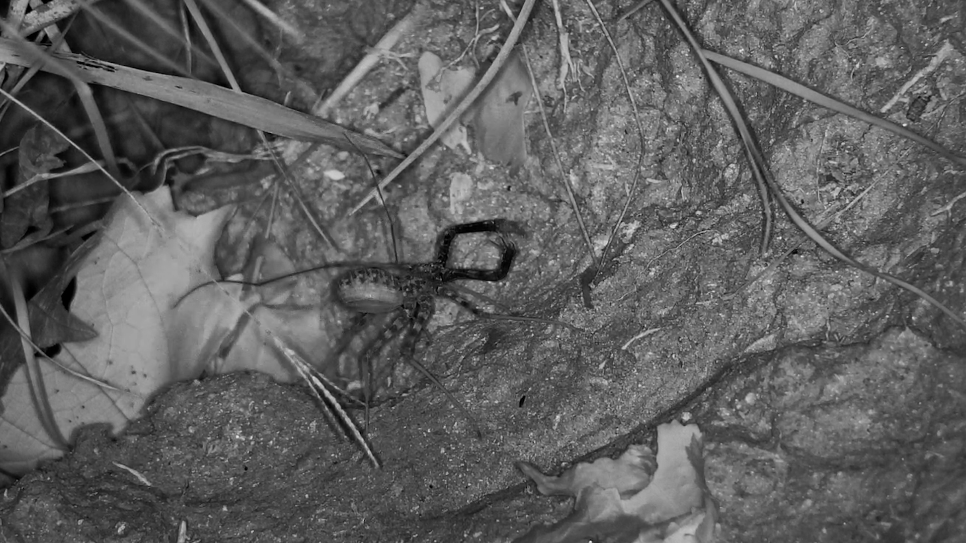 Whip Scorpion on the Hunt