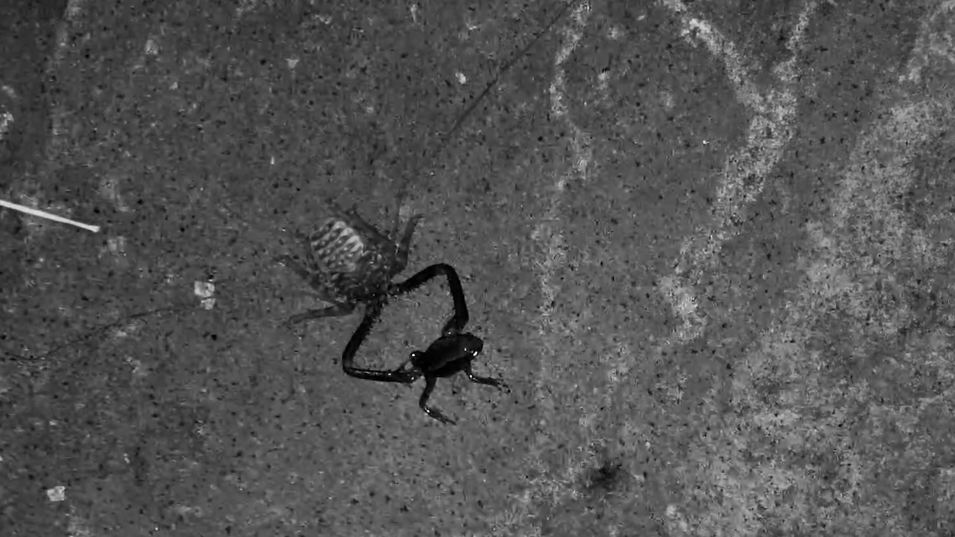Whip Scorpion’s Crazy Catch!