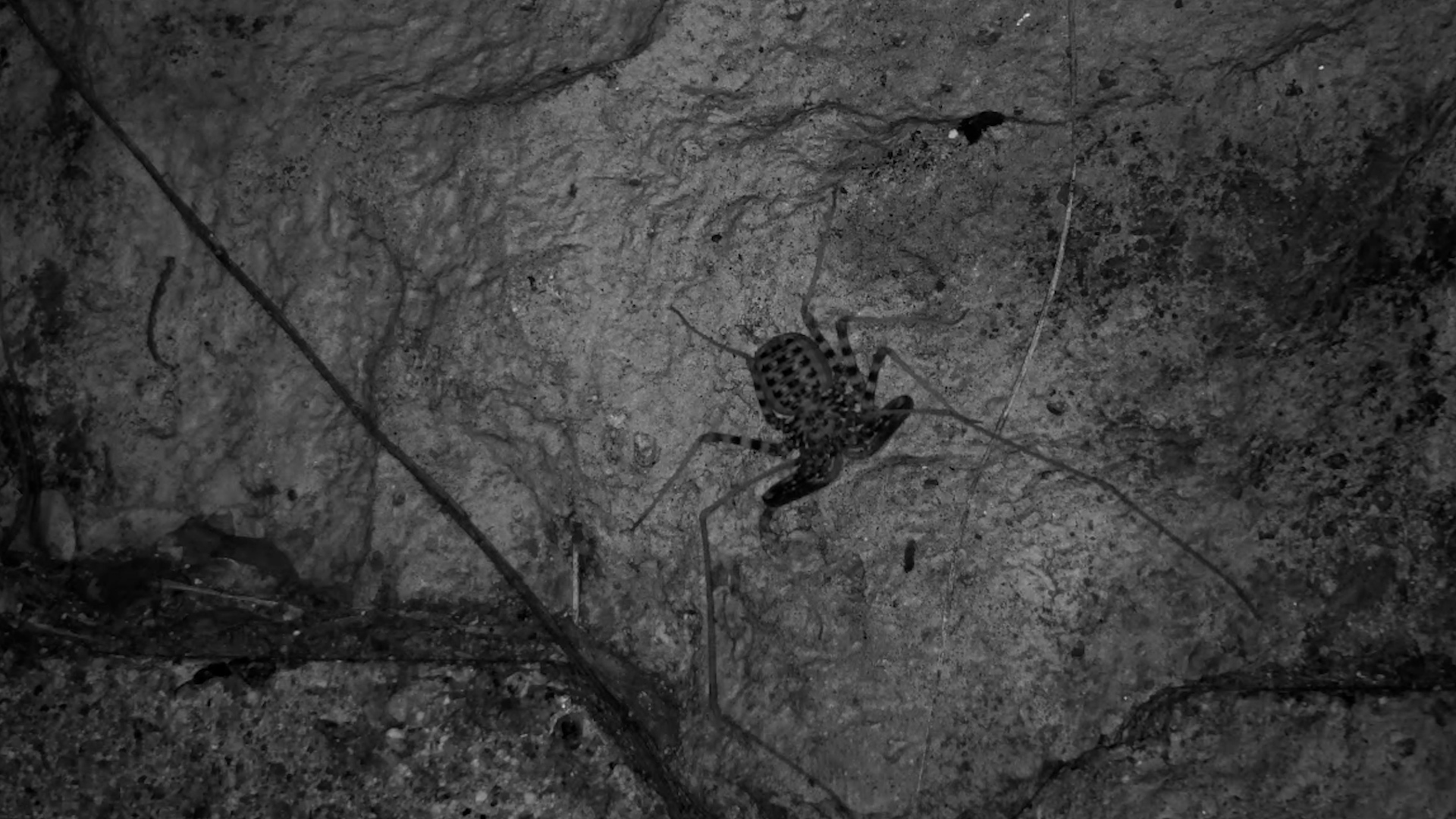 Whip Scorpion After Dark