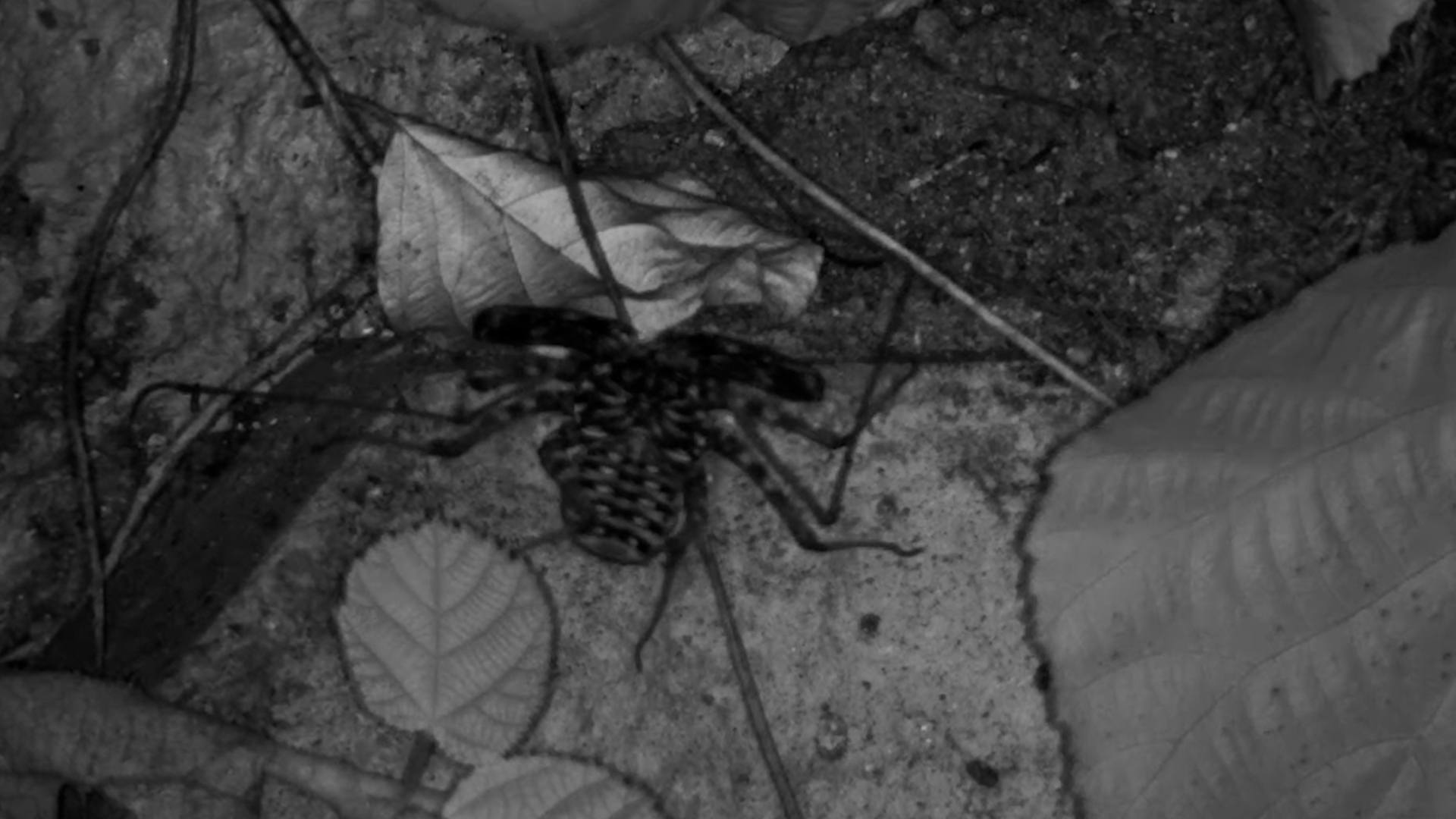 Creepy Crawly Alert!