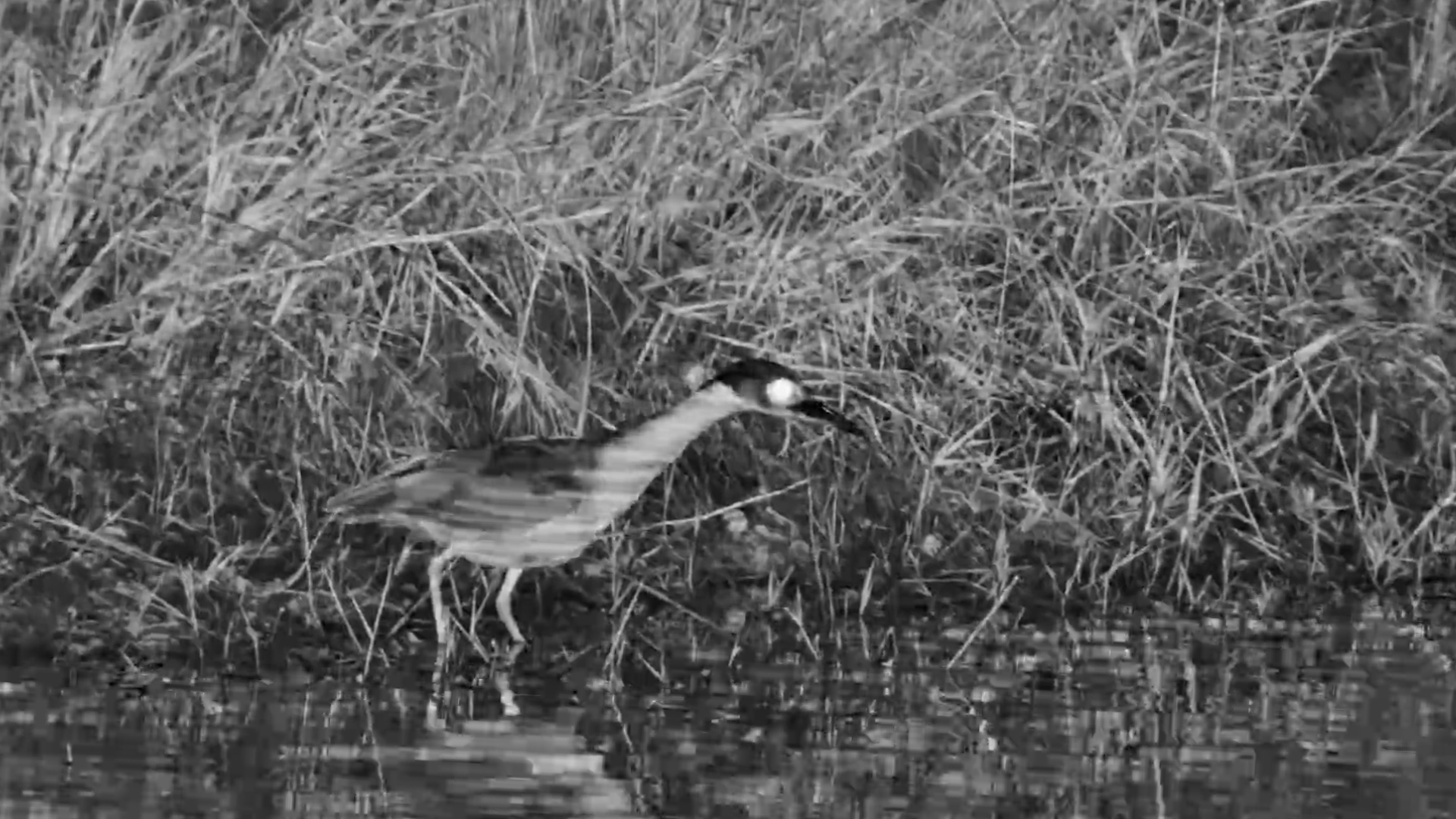 A White-Backed Night Heron Stalks the Shoreline