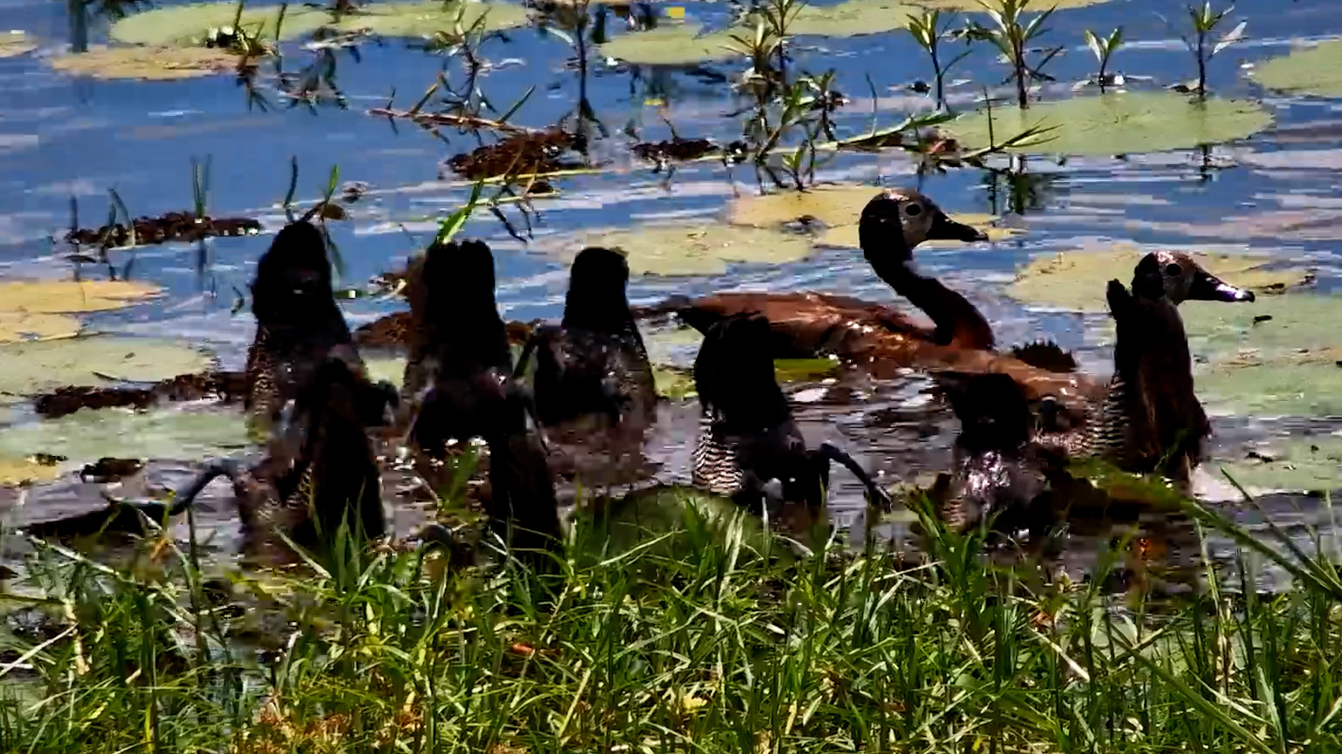 Bottoms Up! White-Faced Whistling Ducks Feeding