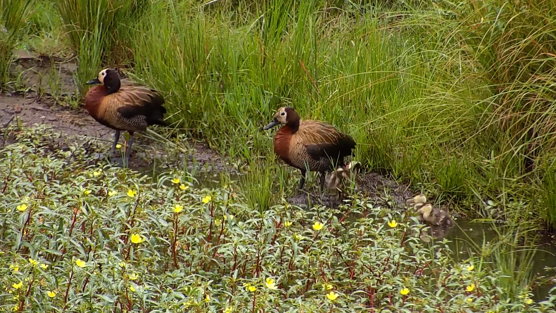 White-faced Whistling Duck Family Outing