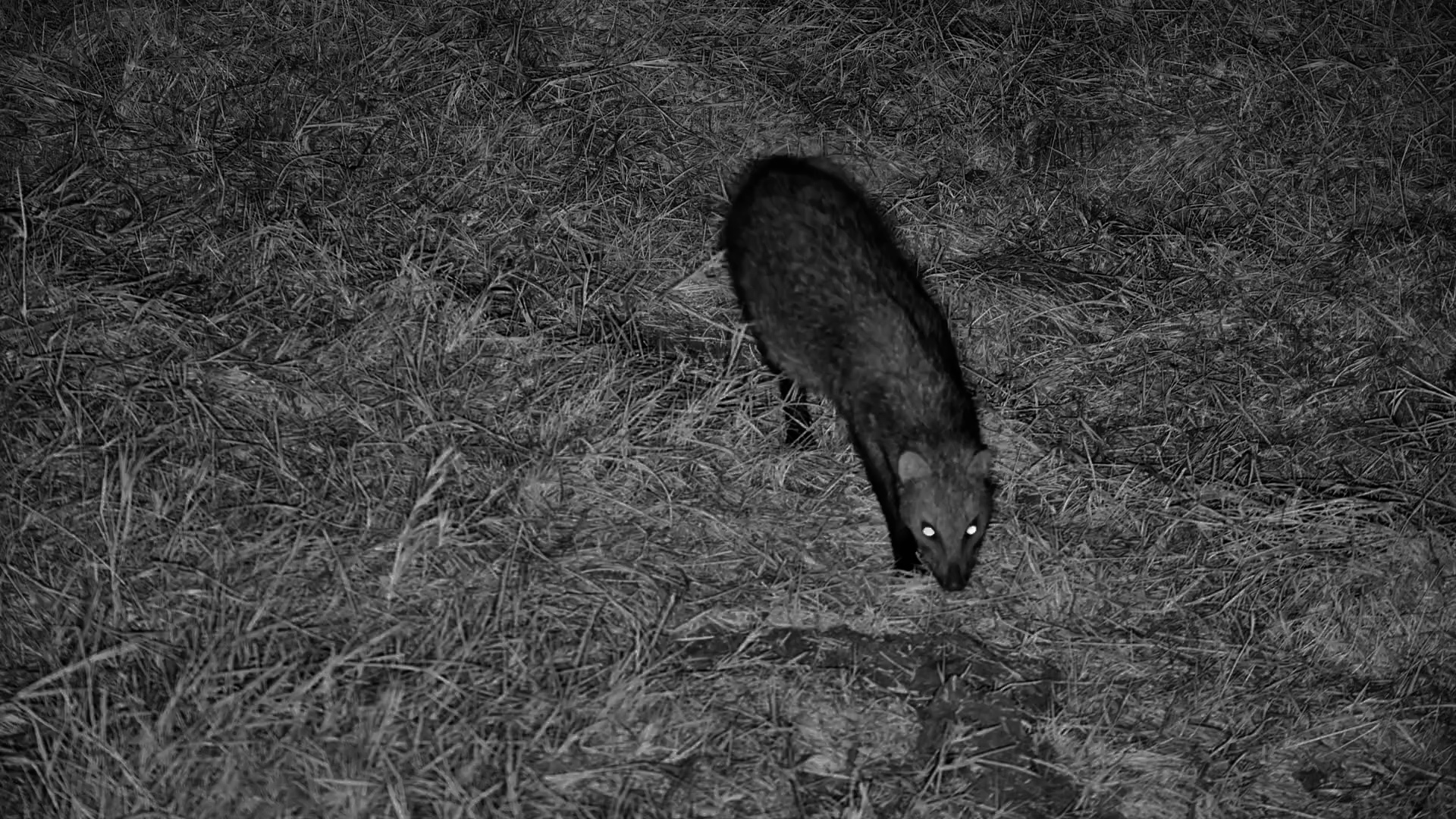 An Elusive Hunter After Dark