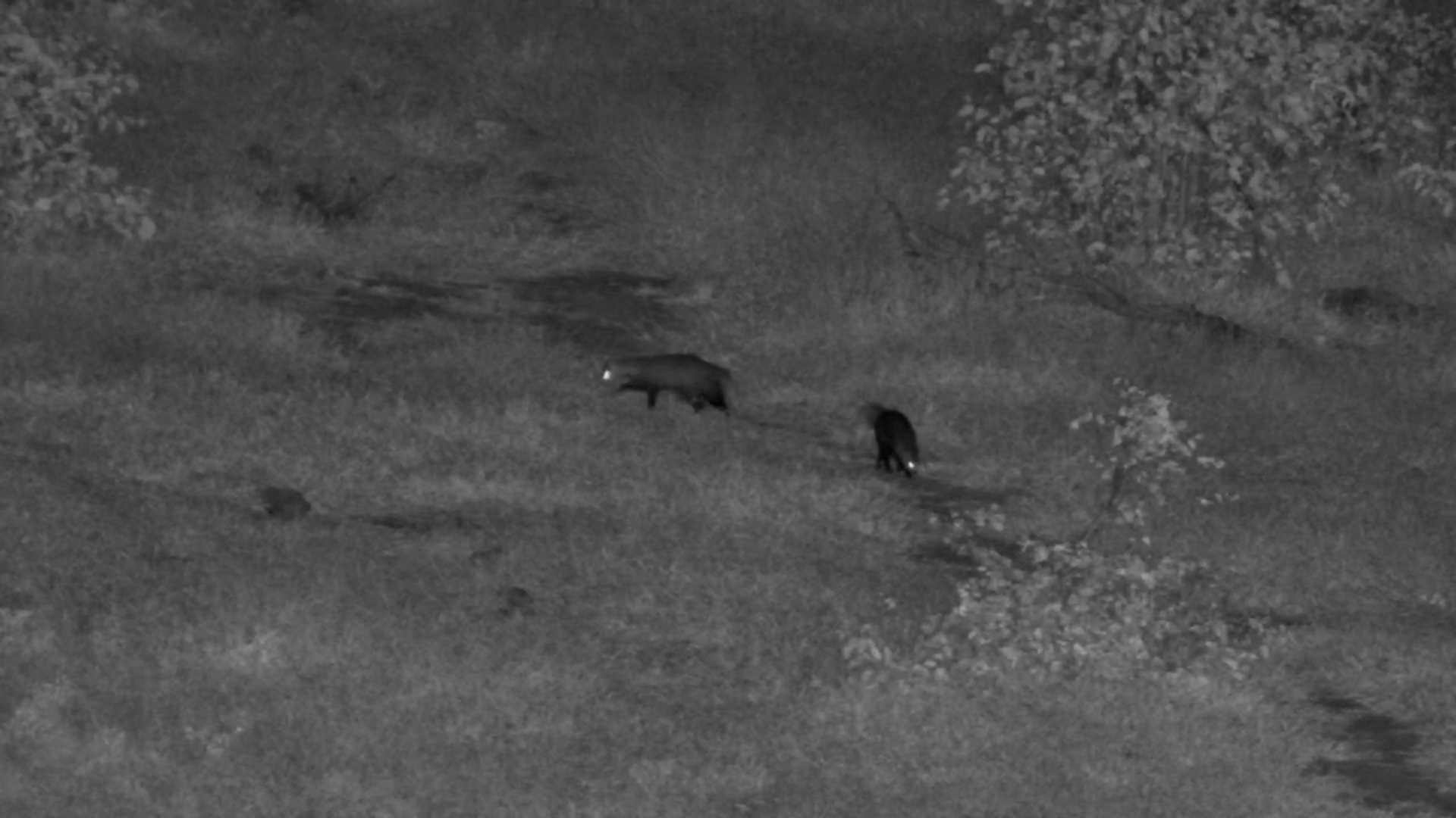 White-tailed Mongoose and Pup Exploring After Dark