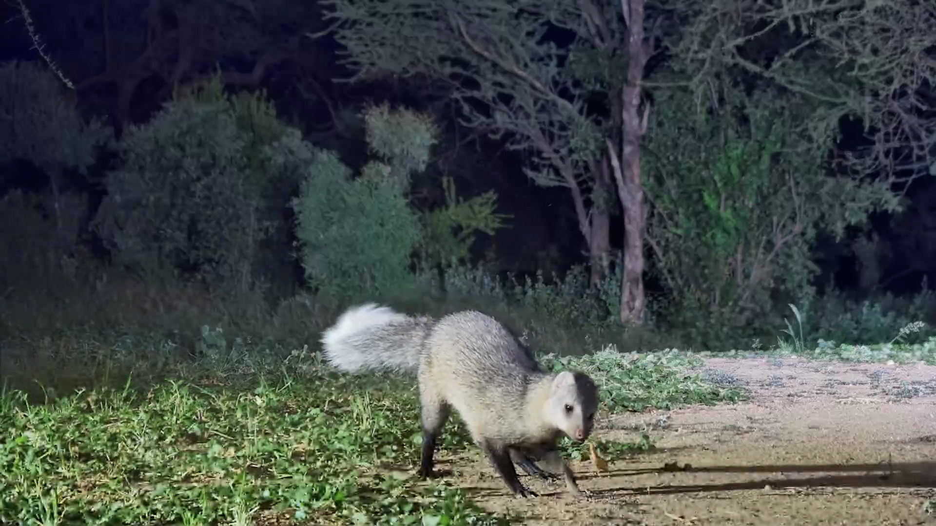 Mongoose vs Frog | Nature’s Fastest Little Ambush