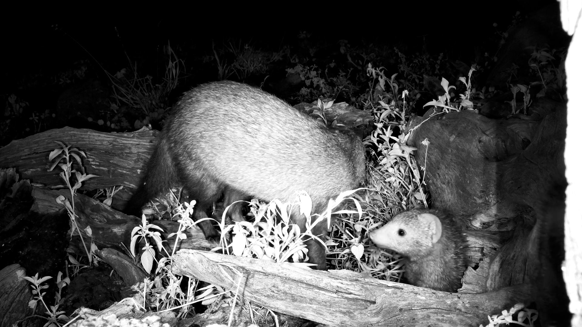 Tiny Mongoose Crew Raiding the Logs Below the Camera