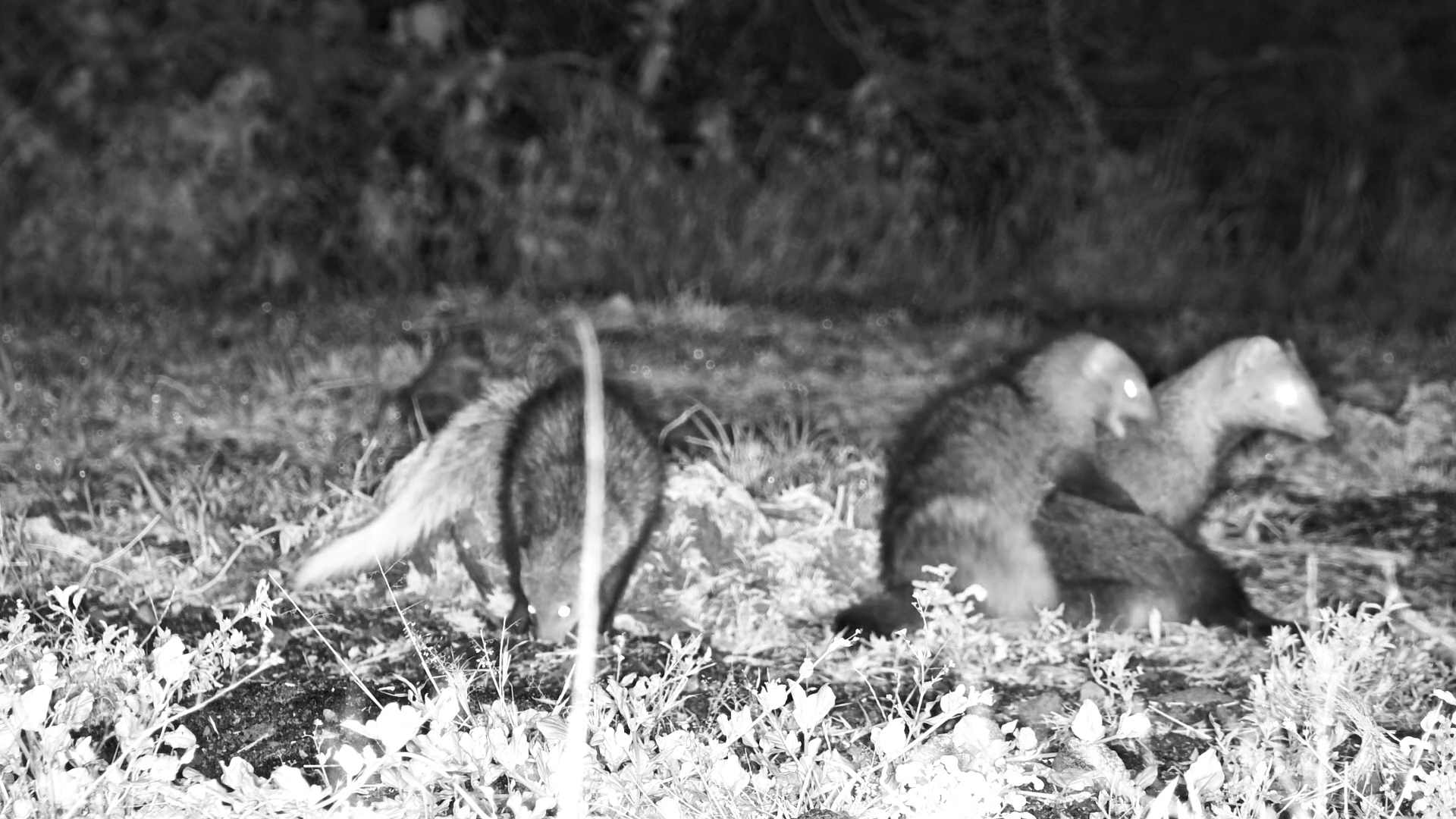 Night Out with a White-Tailed Mongoose Family